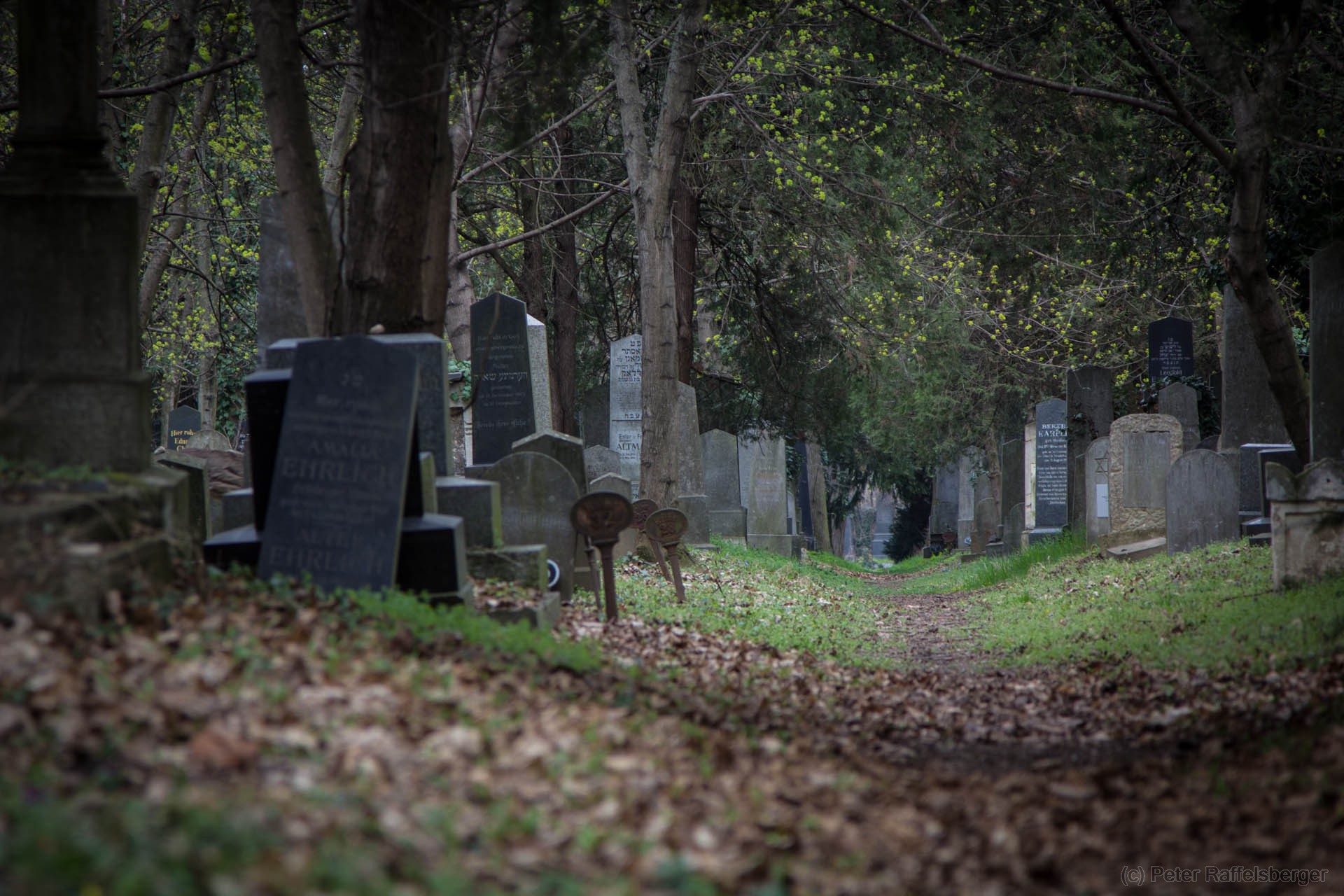 Wien Zentralfriedhof Frühjahr