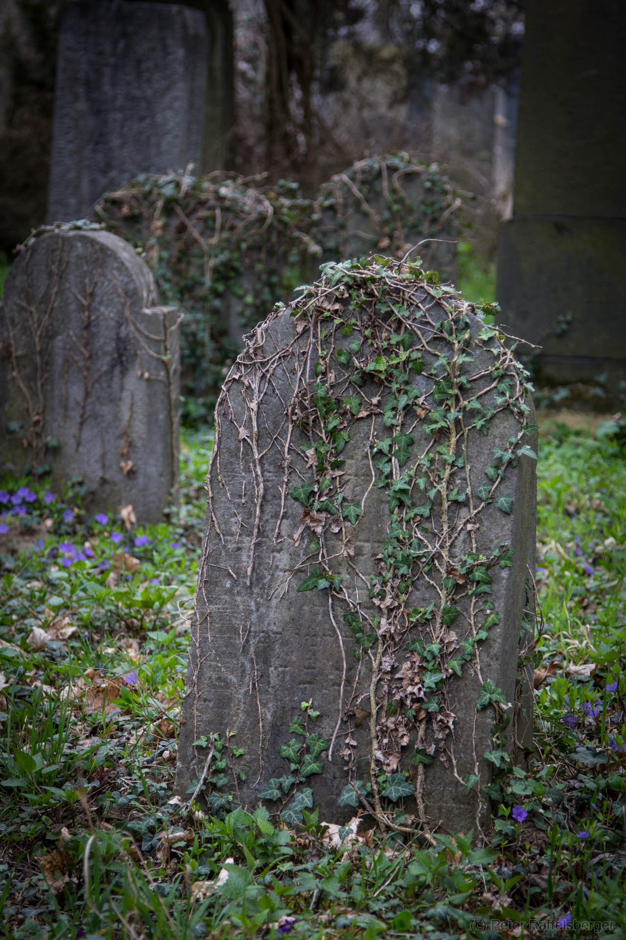 Wien Zentralfriedhof Frühjahr