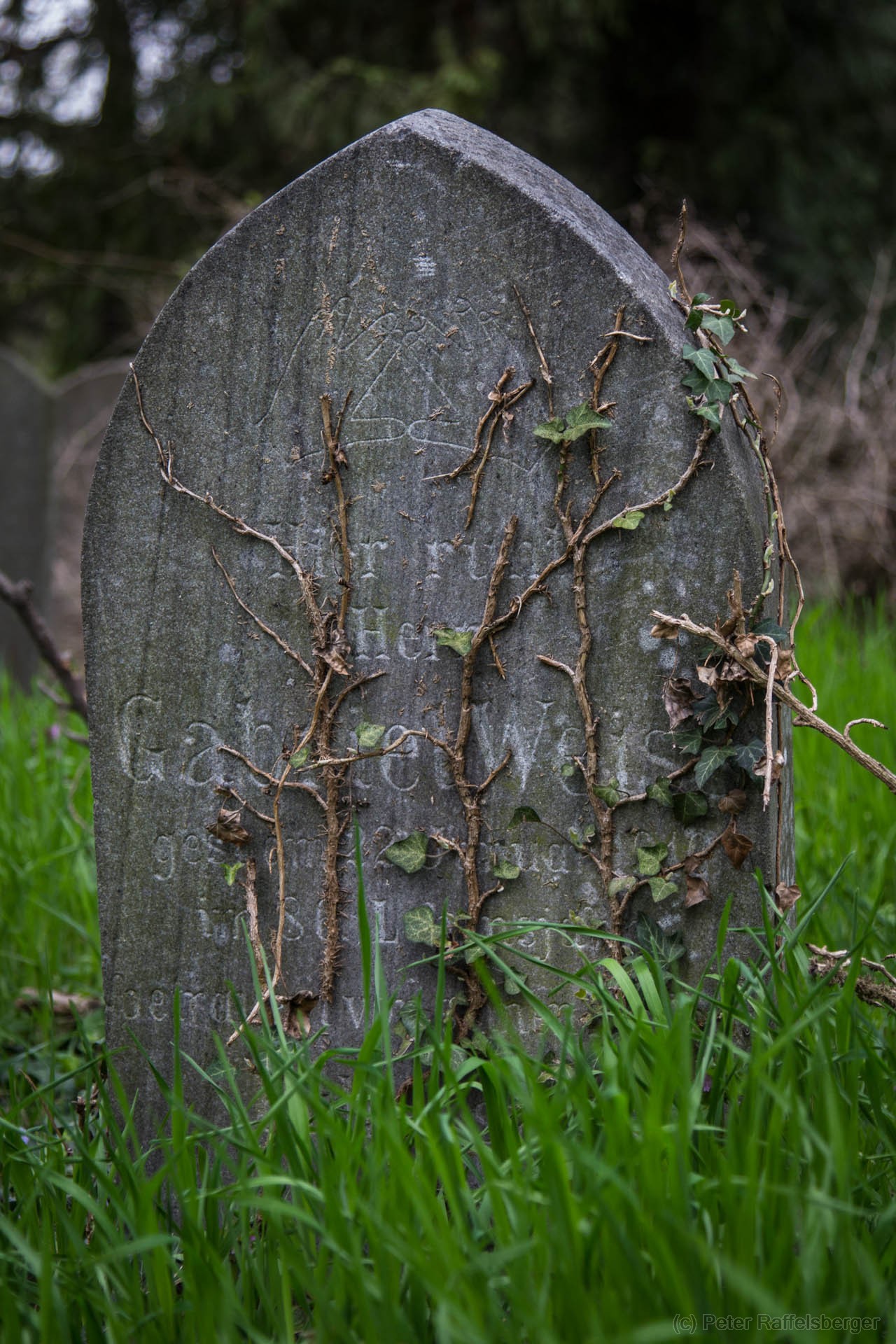 Wien Zentralfriedhof Frühjahr