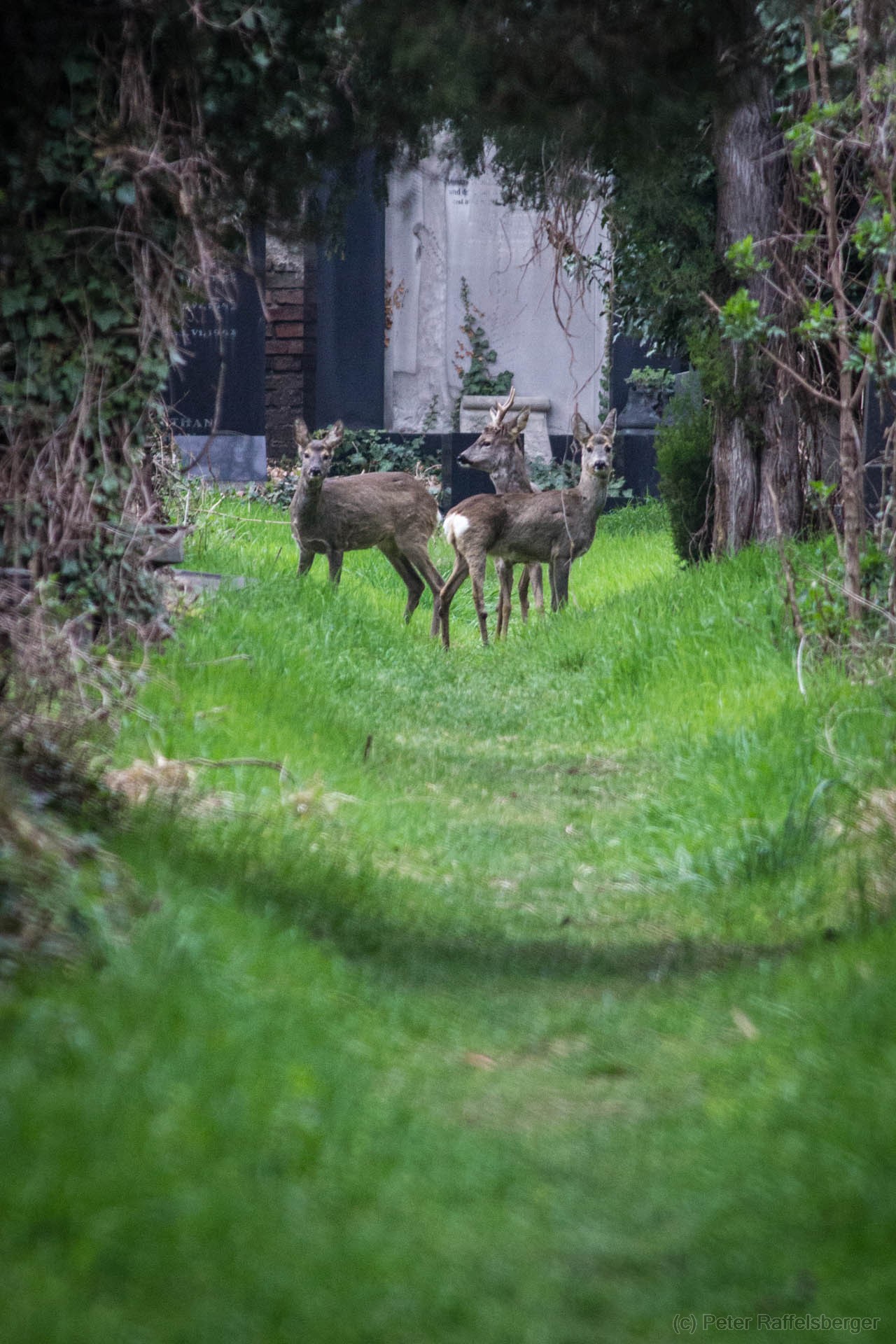 Wien Zentralfriedhof Frühjahr