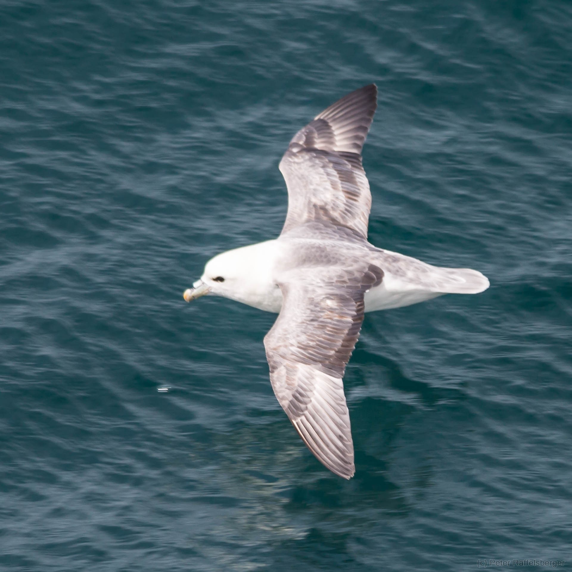 Vestmannaeyjar