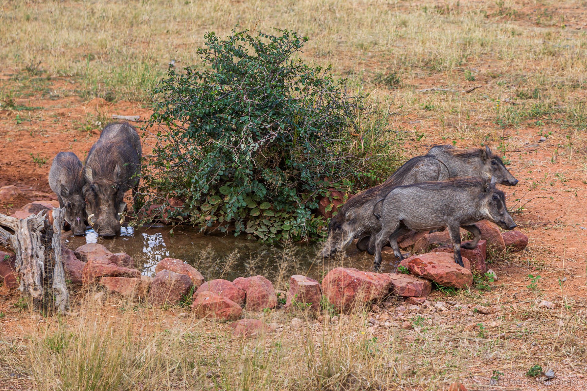 Windhoek, Okonjima, Etosha National Park