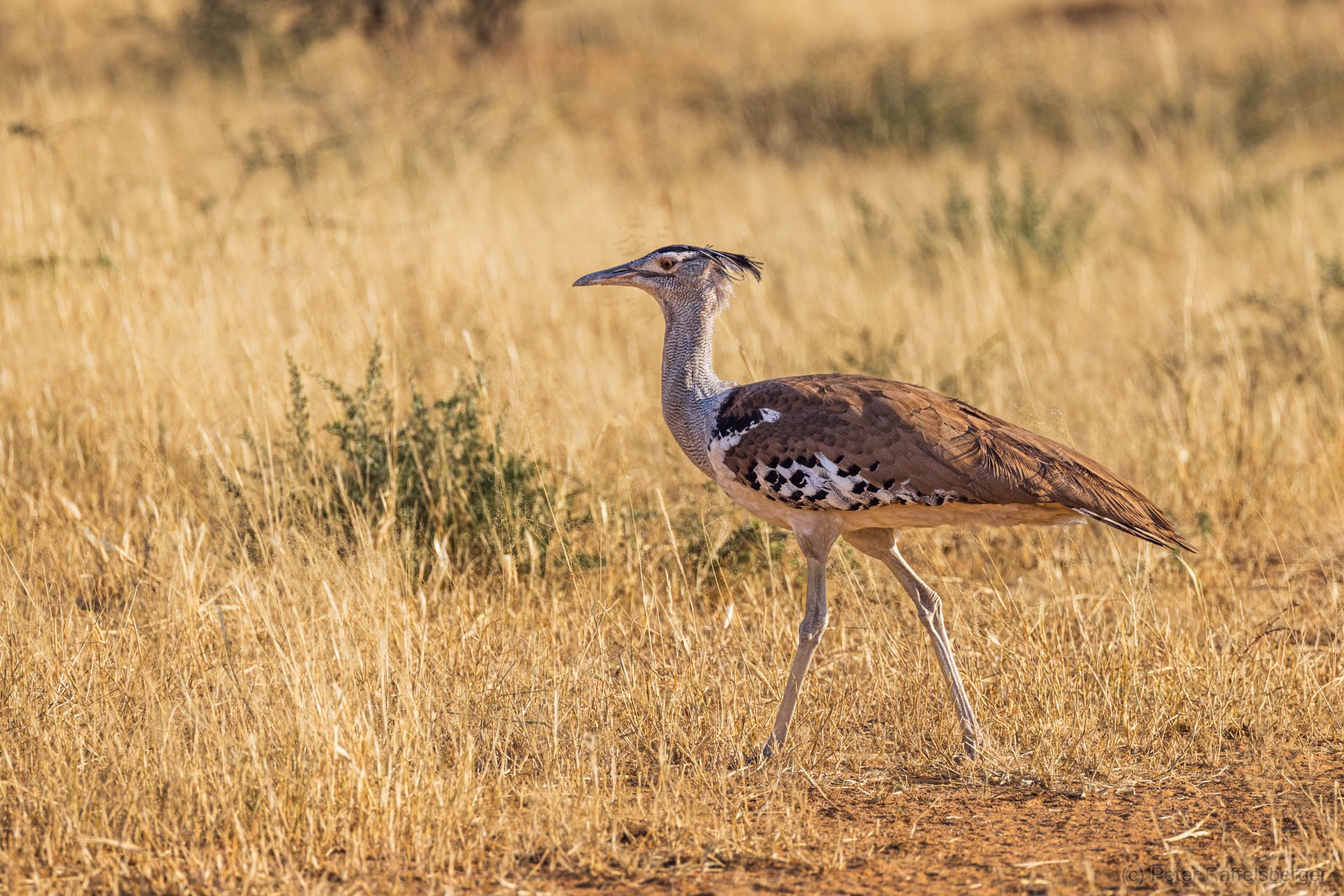Windhoek, Okonjima, Etosha National Park