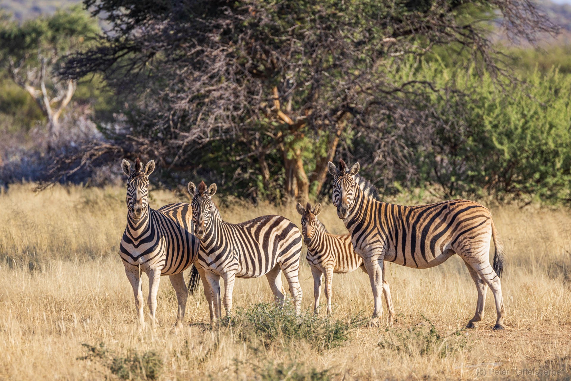 Windhoek, Okonjima, Etosha National Park