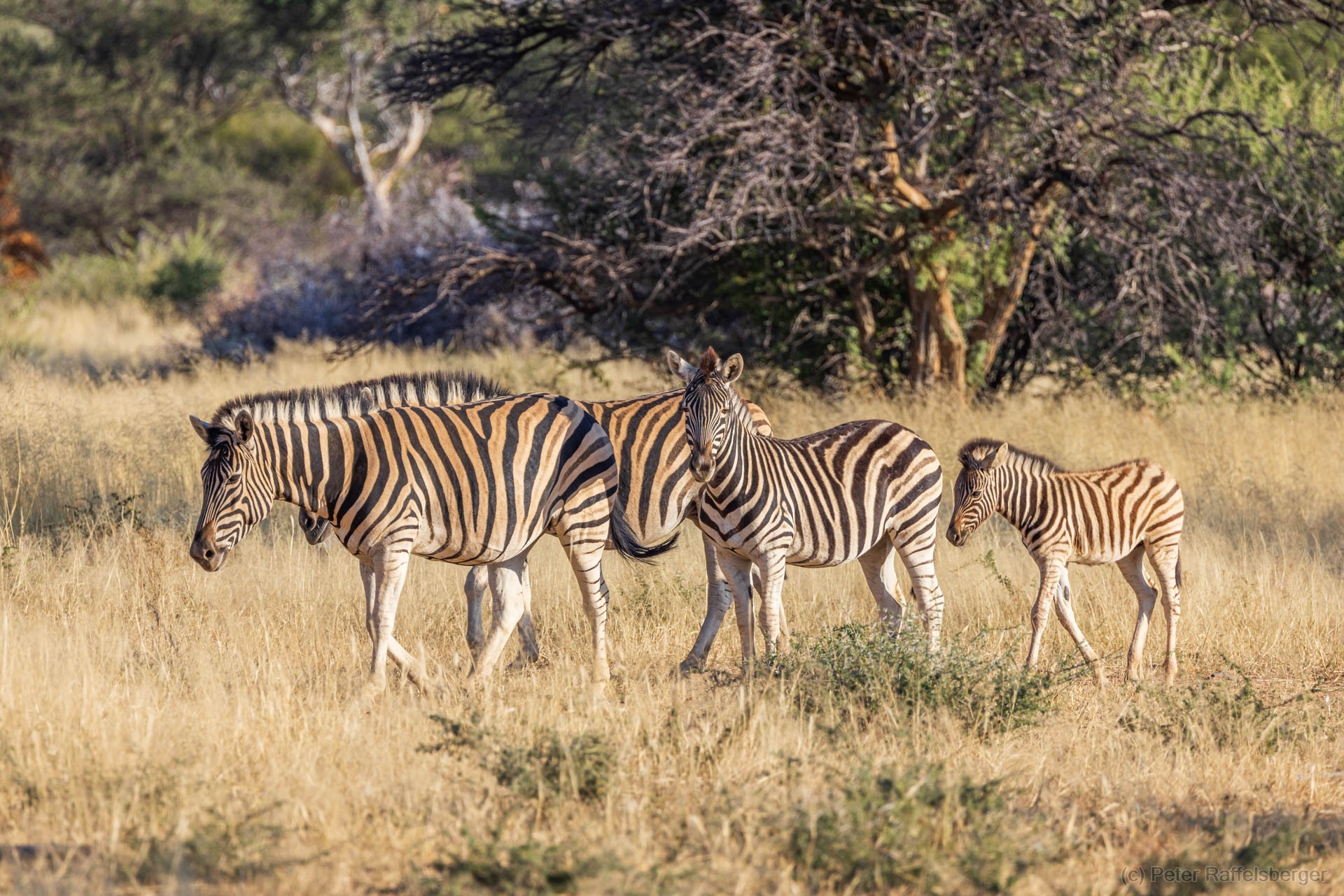 Windhoek, Okonjima, Etosha Nationalpark
