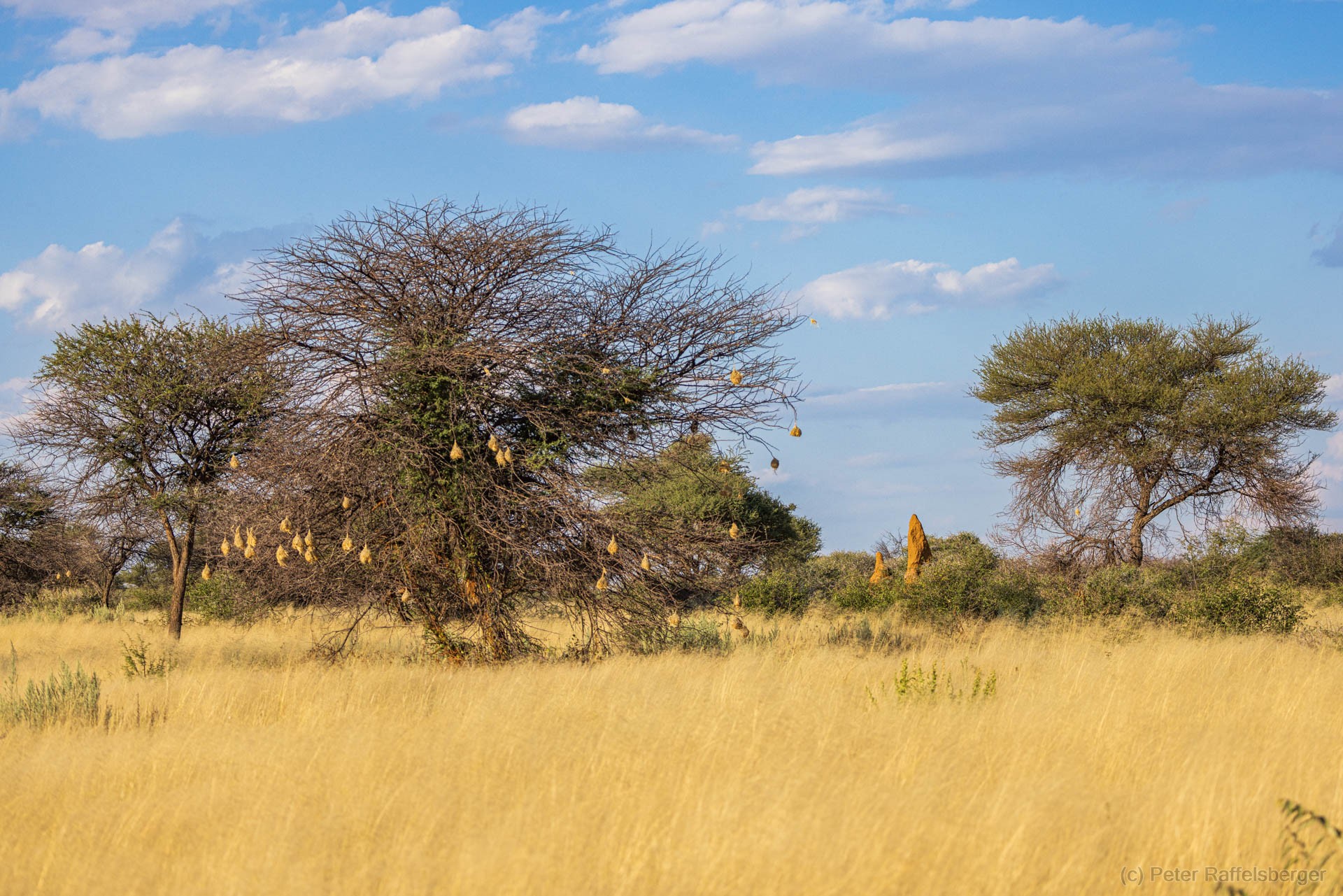 Windhoek, Okonjima, Etosha National Park