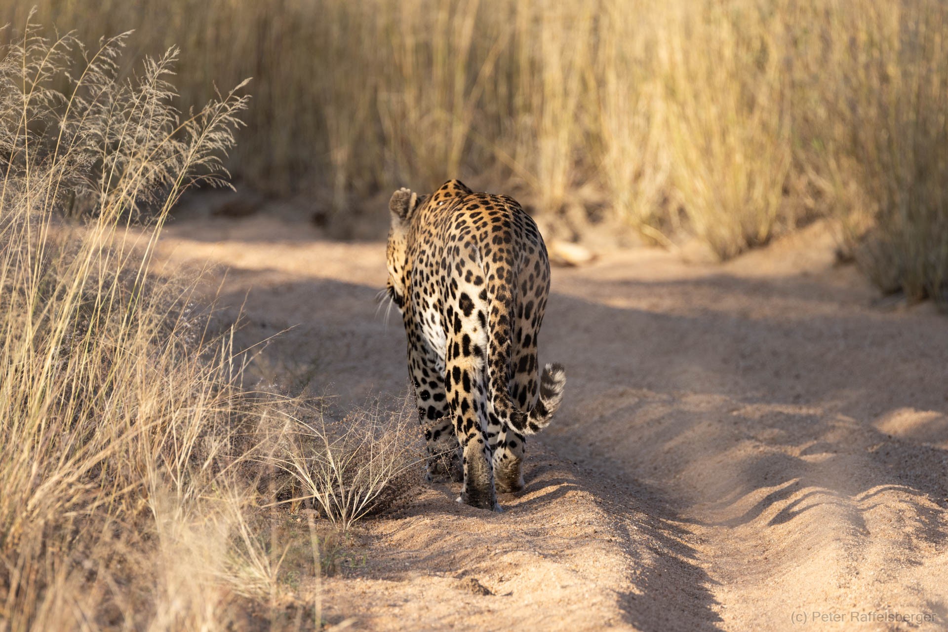 Windhoek, Okonjima, Etosha National Park