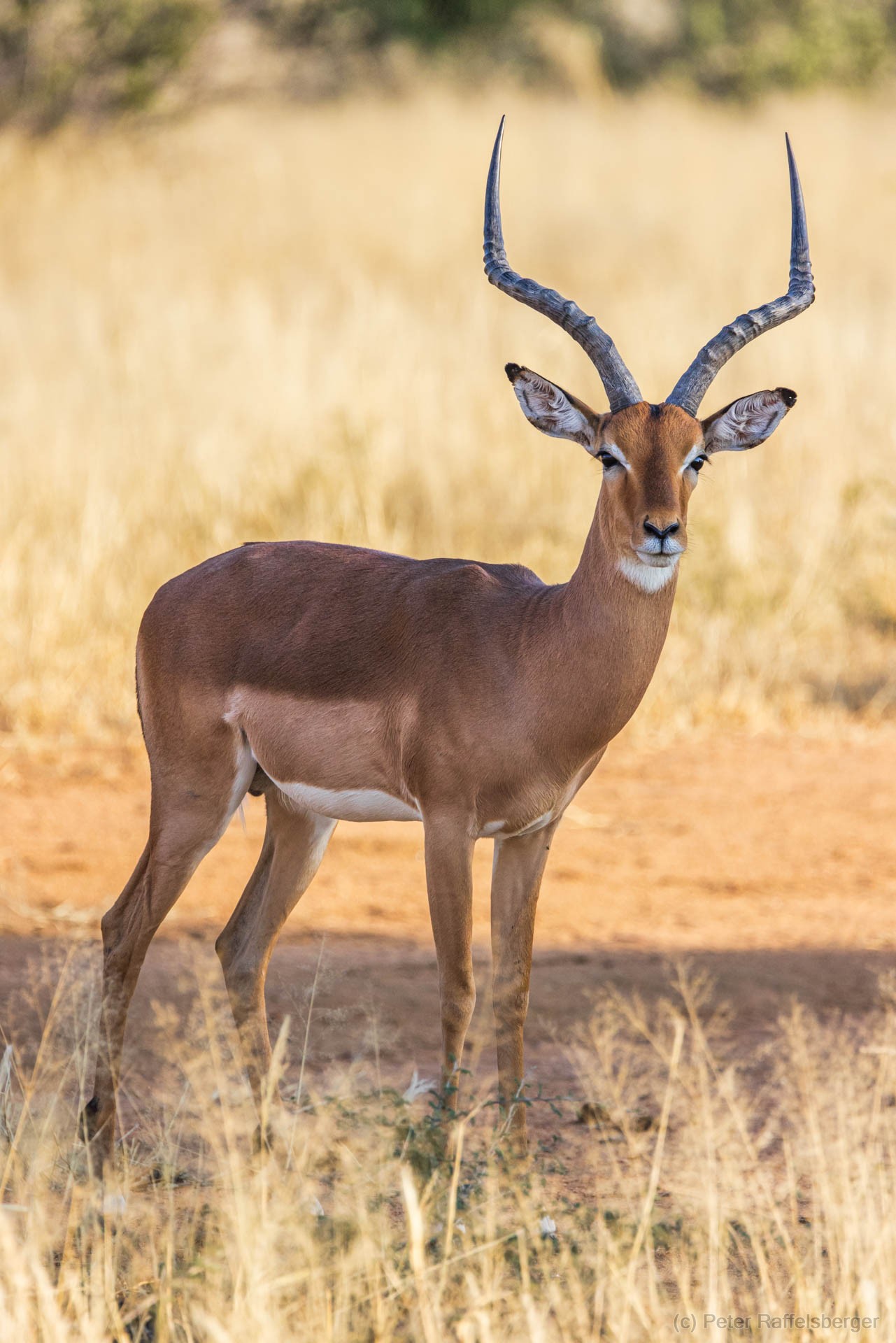 Windhoek, Okonjima, Etosha National Park