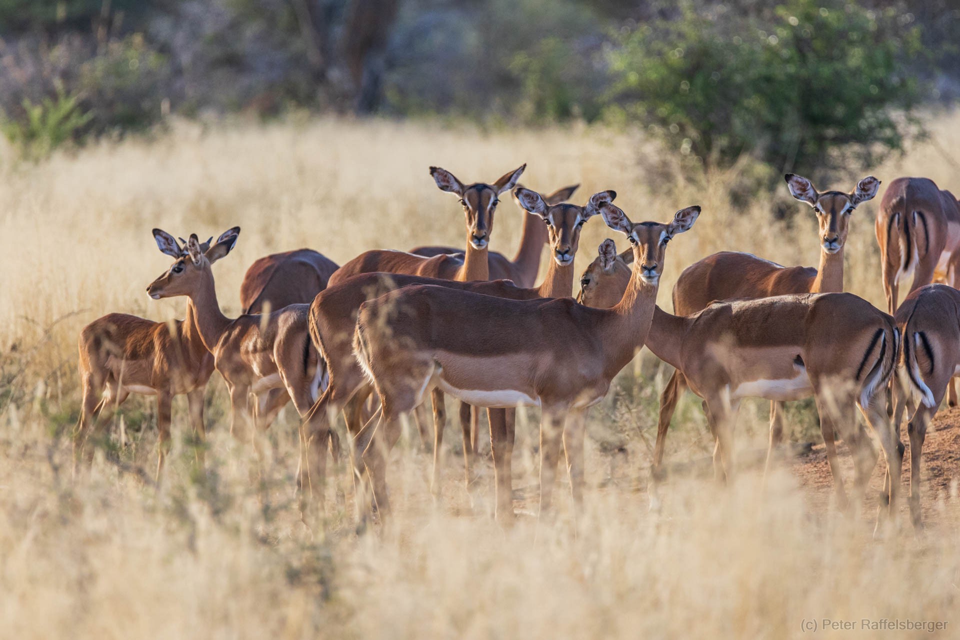 Windhoek, Okonjima, Etosha National Park
