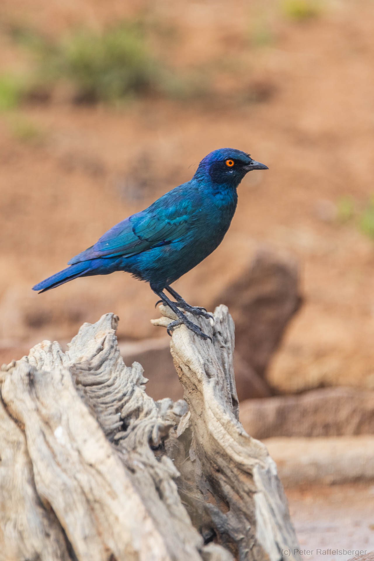 Windhoek, Okonjima, Etosha Nationalpark