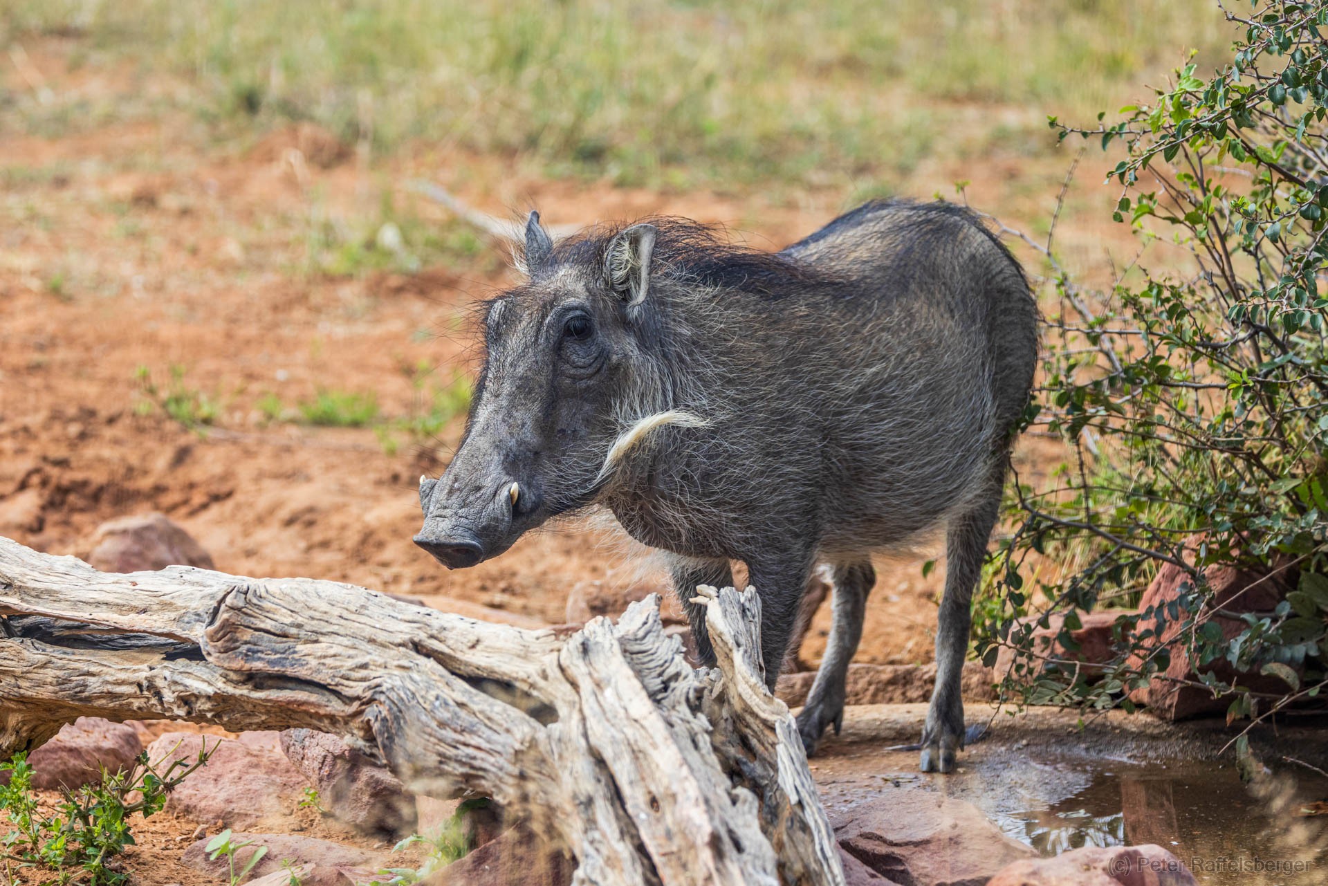 Windhoek, Okonjima, Etosha Nationalpark