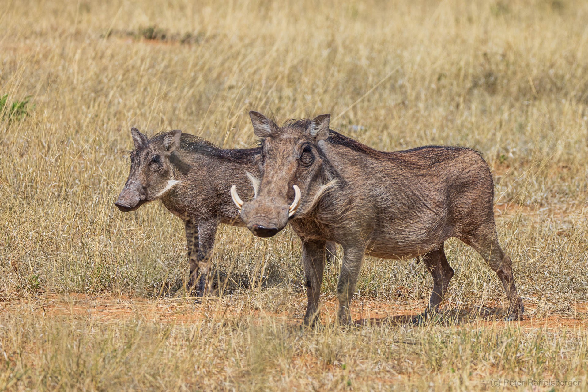 Windhoek, Okonjima, Etosha National Park
