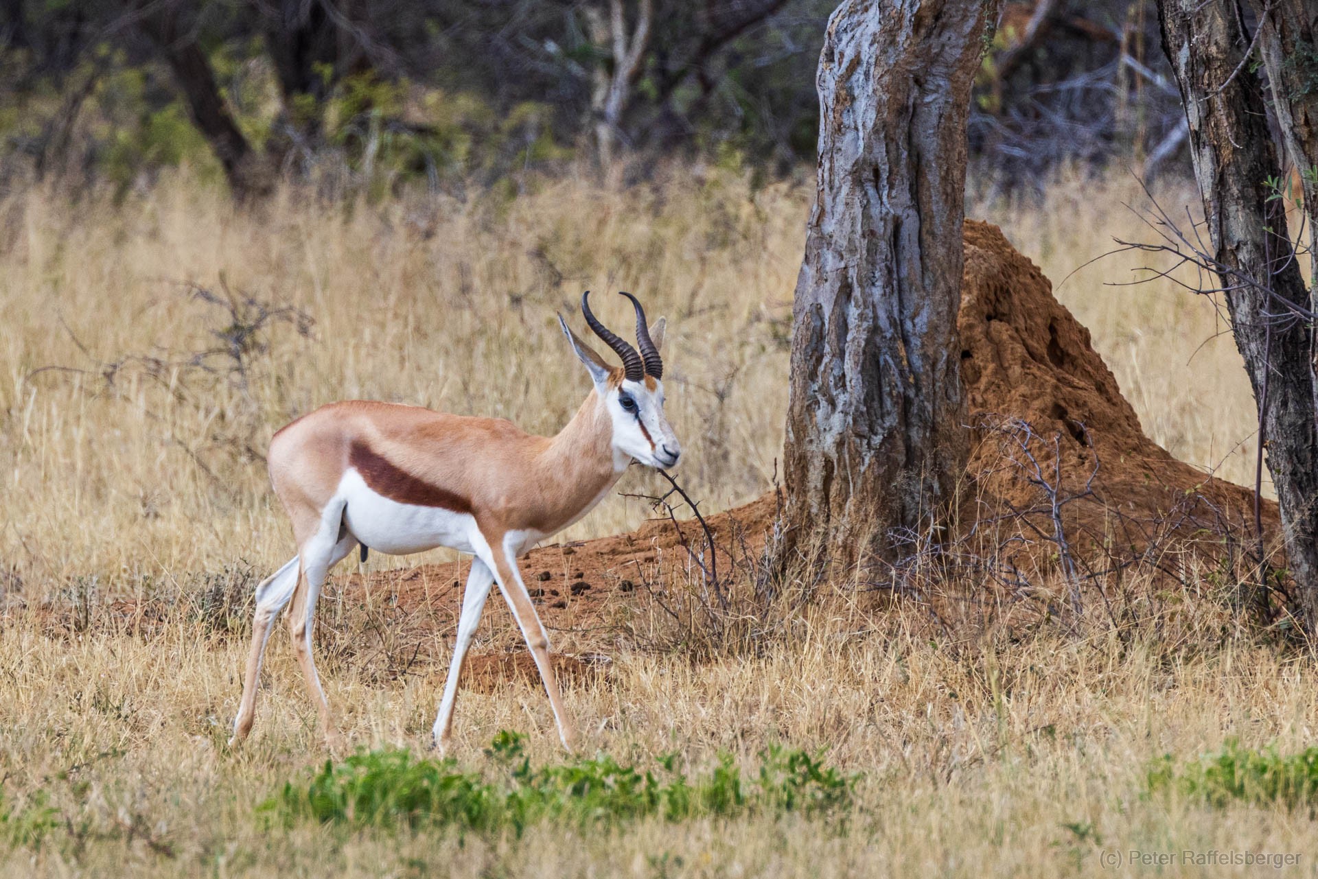 Windhoek, Okonjima, Etosha Nationalpark