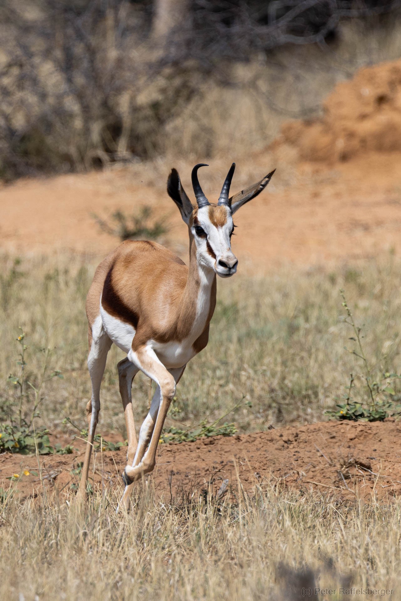 Windhoek, Okonjima, Etosha National Park
