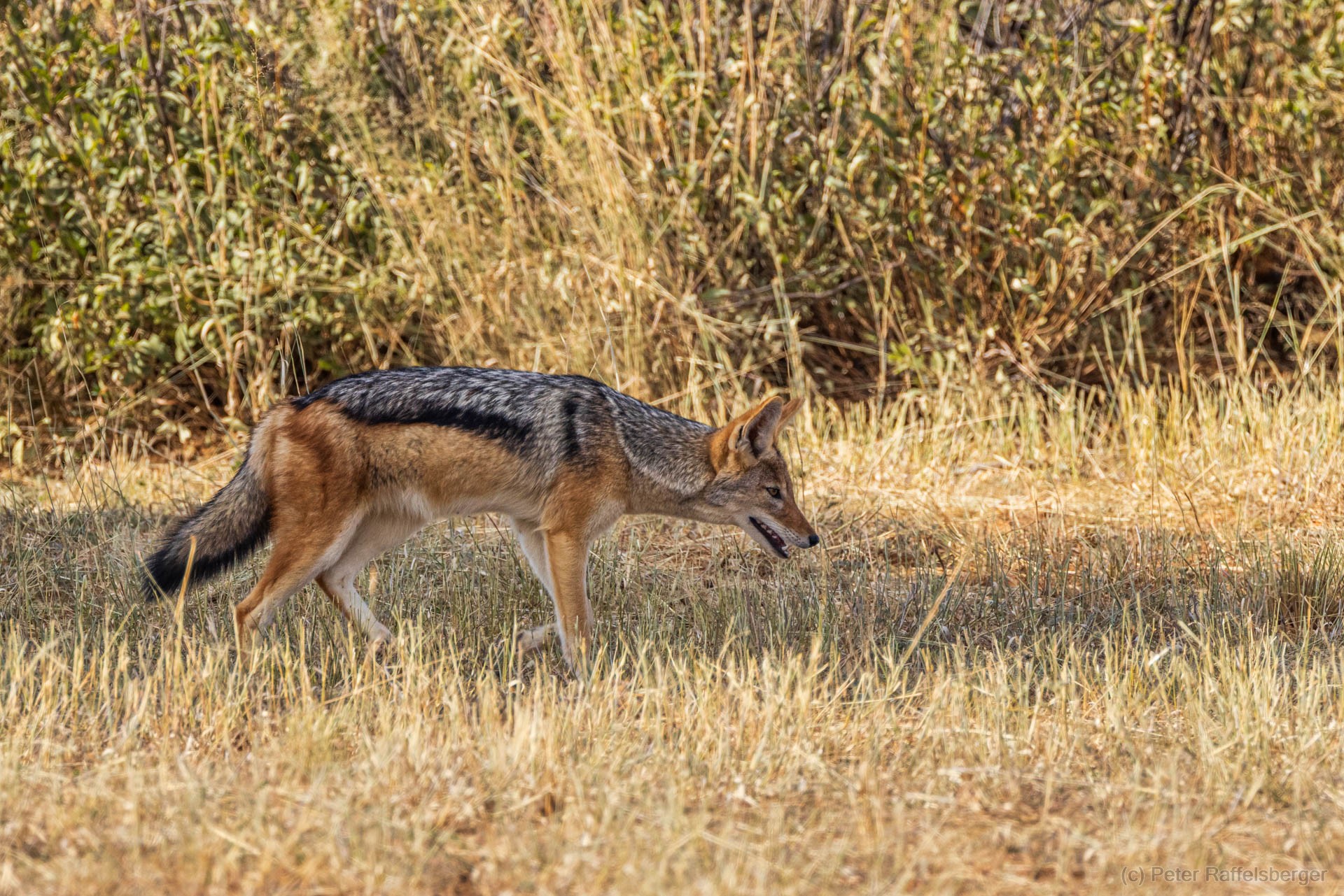 Windhoek, Okonjima, Etosha National Park