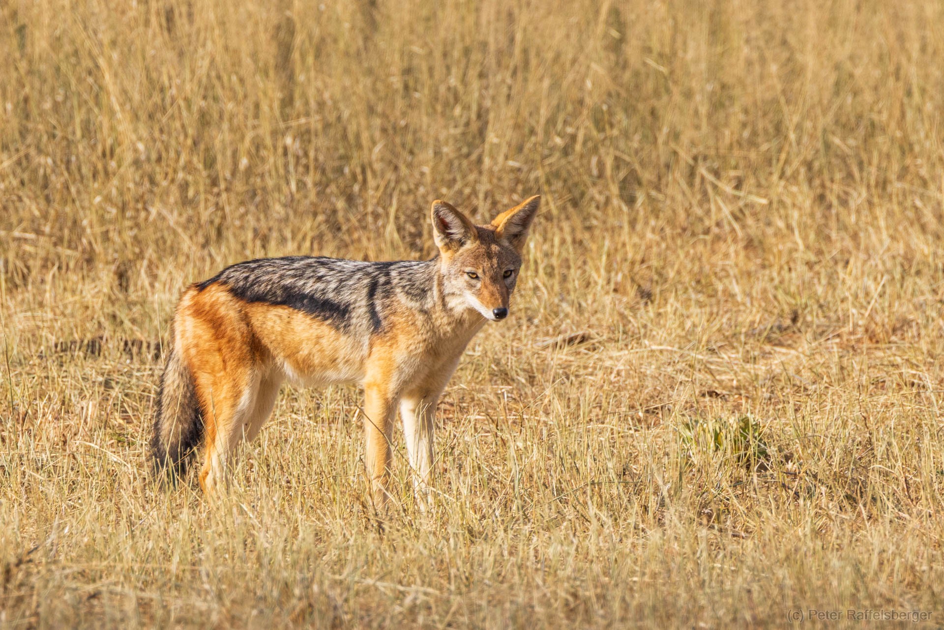 Windhoek, Okonjima, Etosha National Park