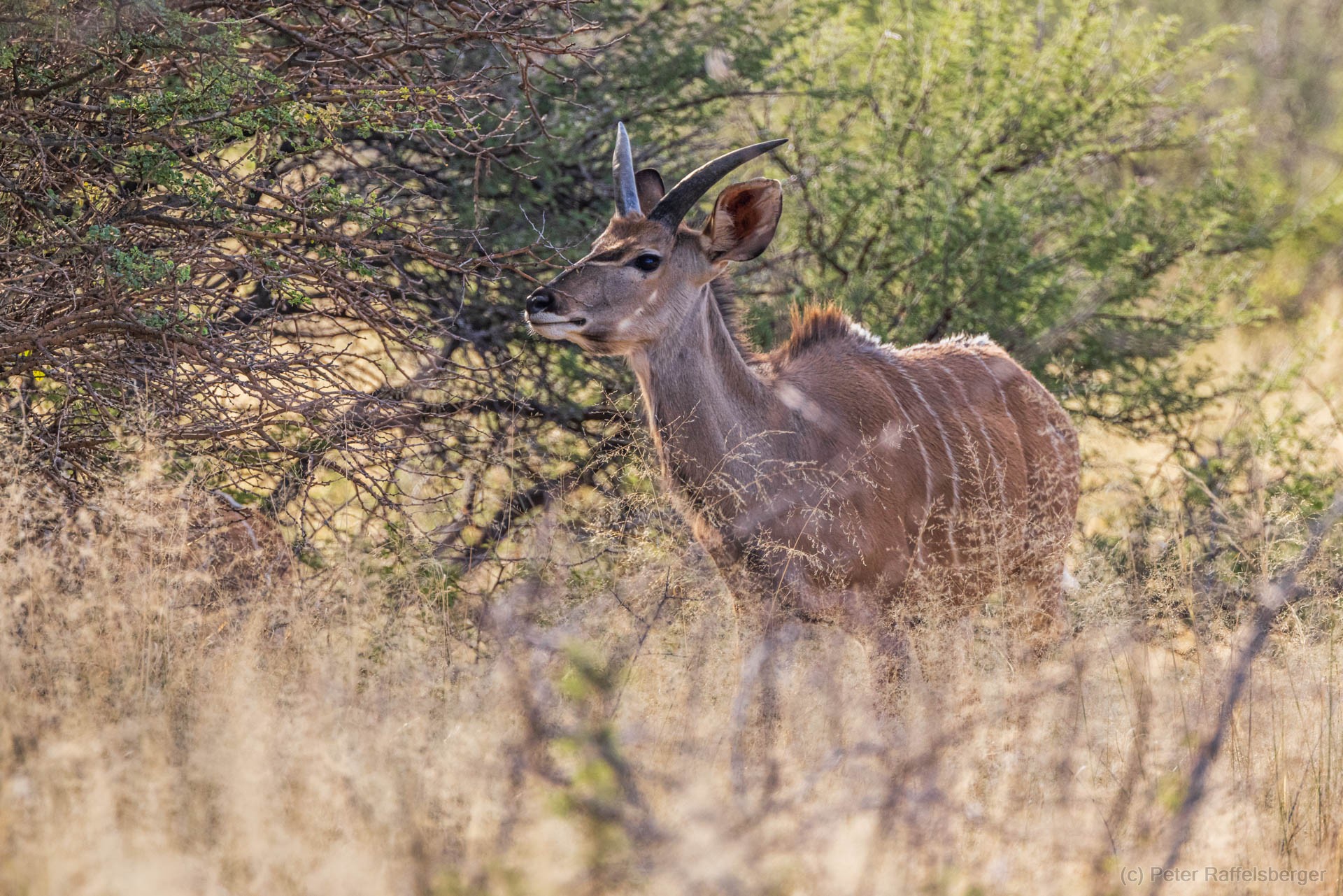 Windhoek, Okonjima, Etosha Nationalpark