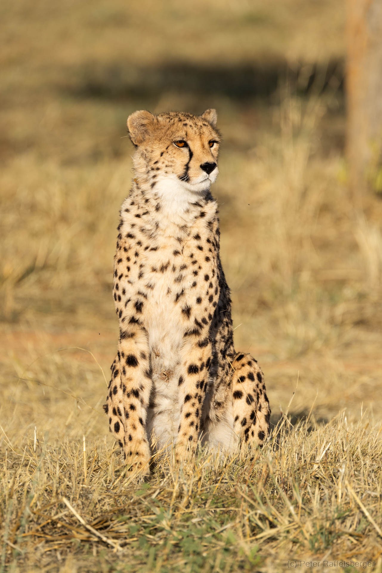 Windhoek, Okonjima, Etosha Nationalpark