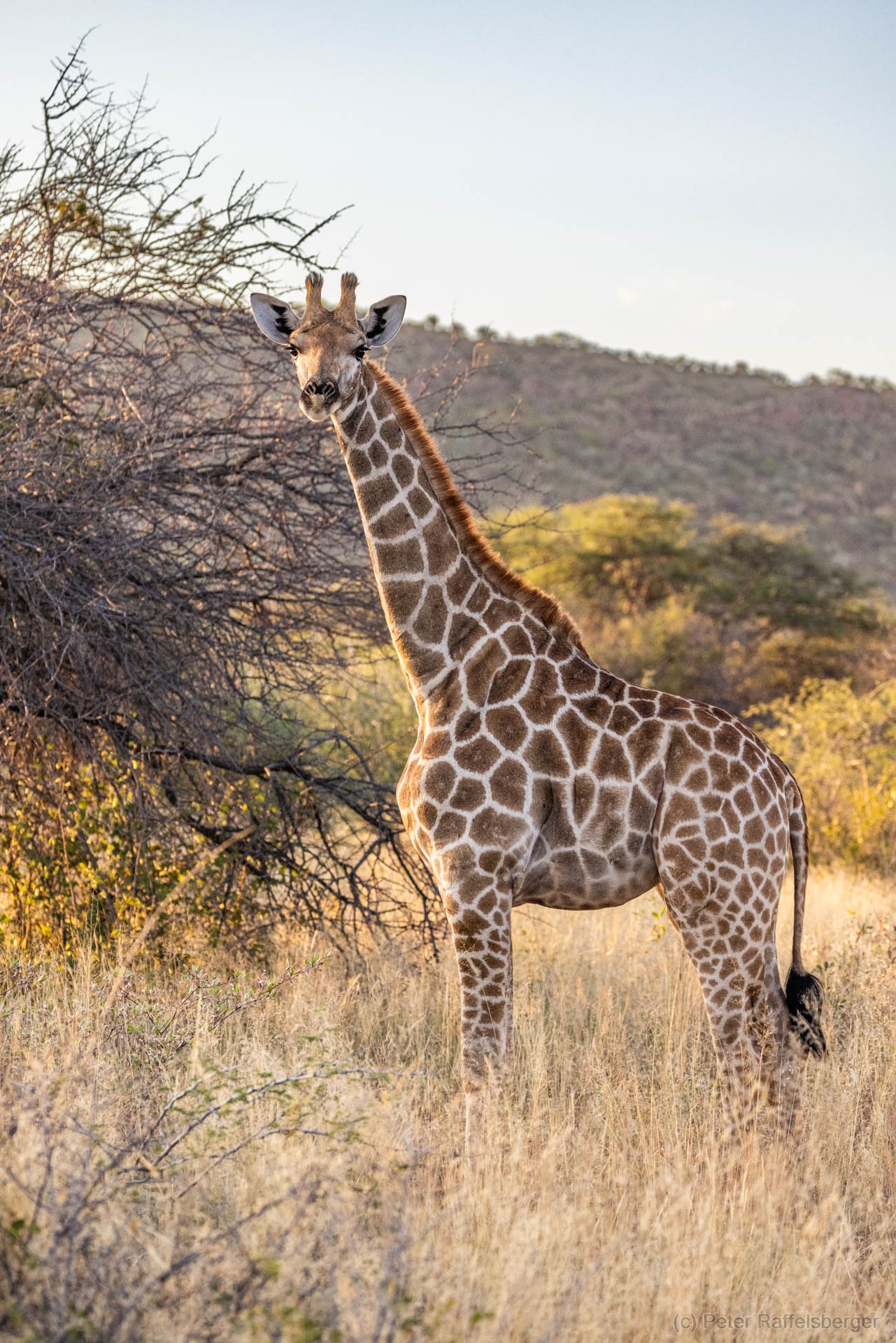Windhoek, Okonjima, Etosha National Park