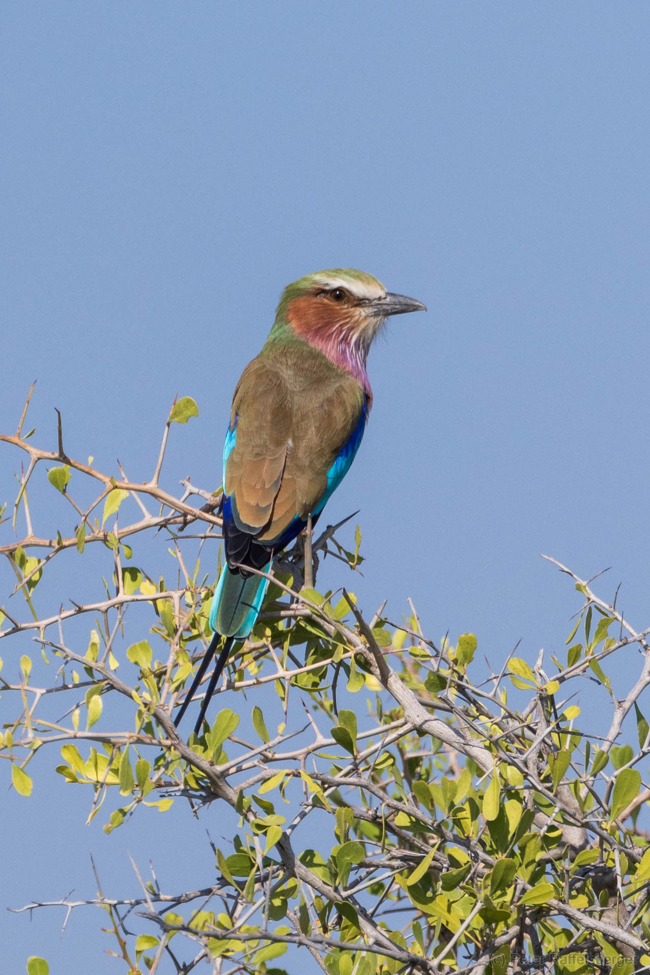 Windhoek, Okonjima, Etosha Nationalpark