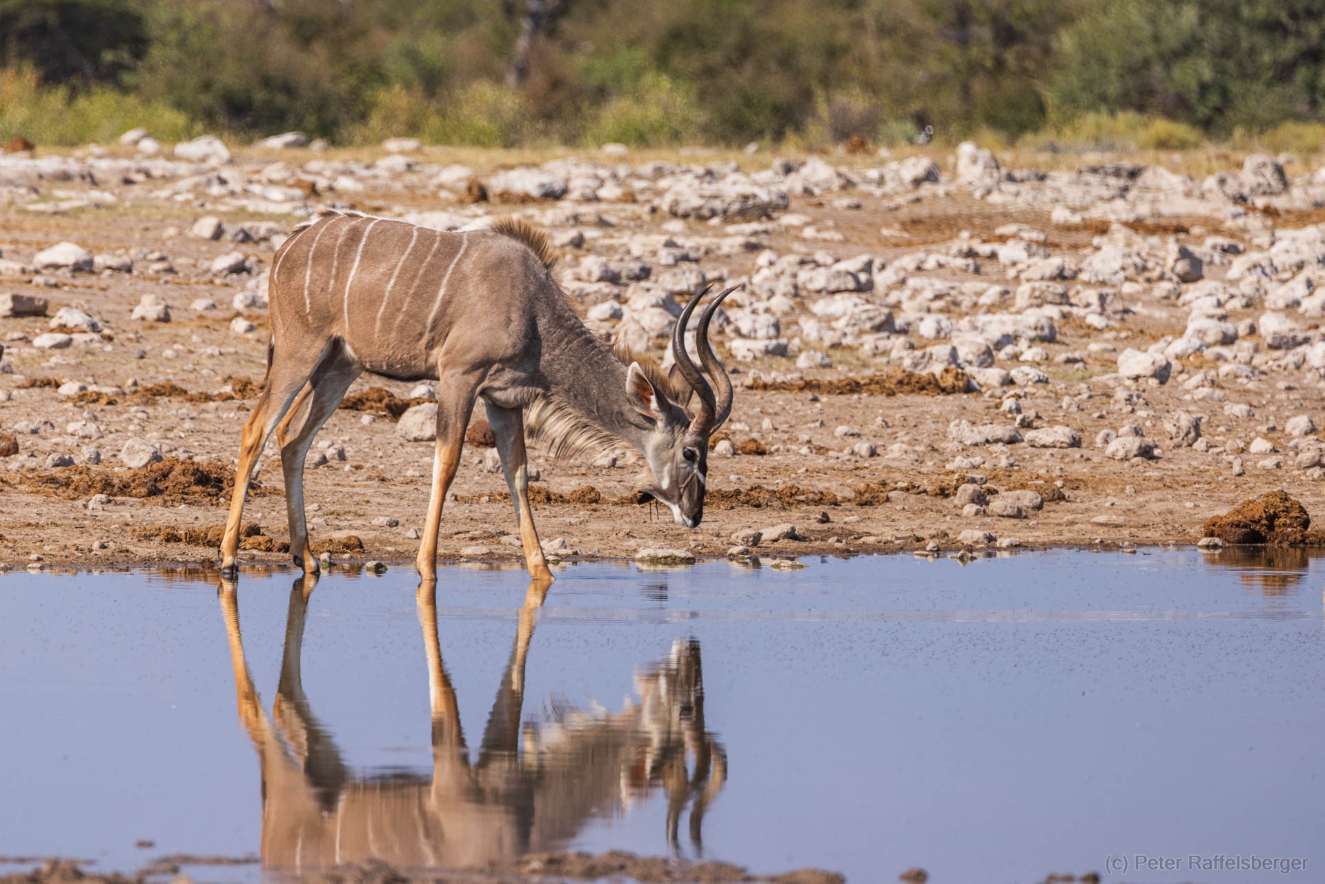 Windhoek, Okonjima, Etosha Nationalpark