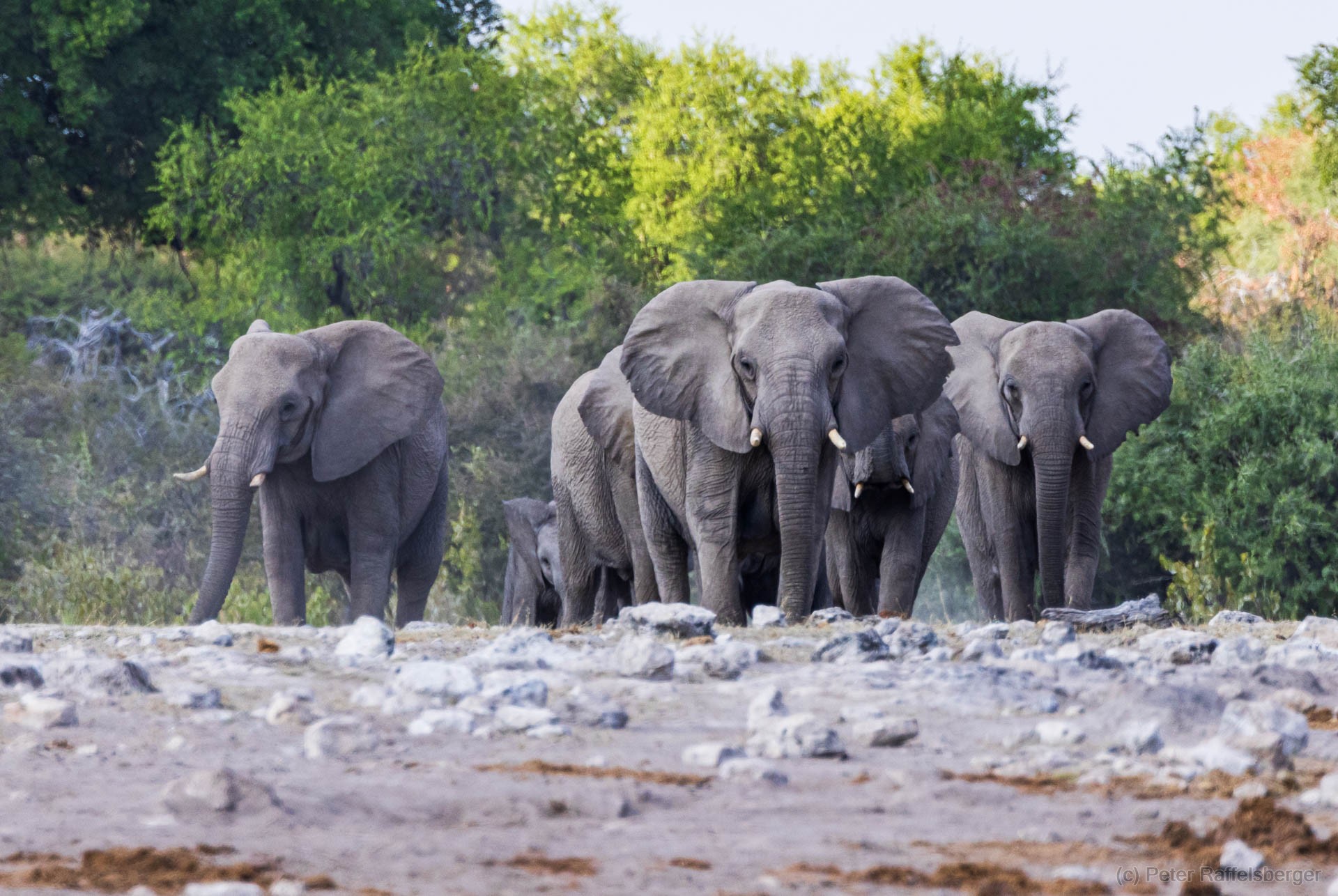 Windhoek, Okonjima, Etosha Nationalpark