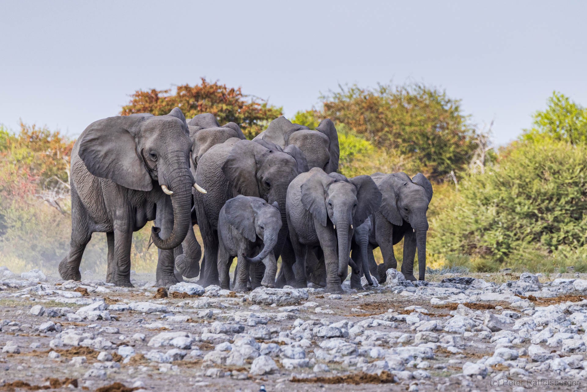 Windhoek, Okonjima, Etosha Nationalpark