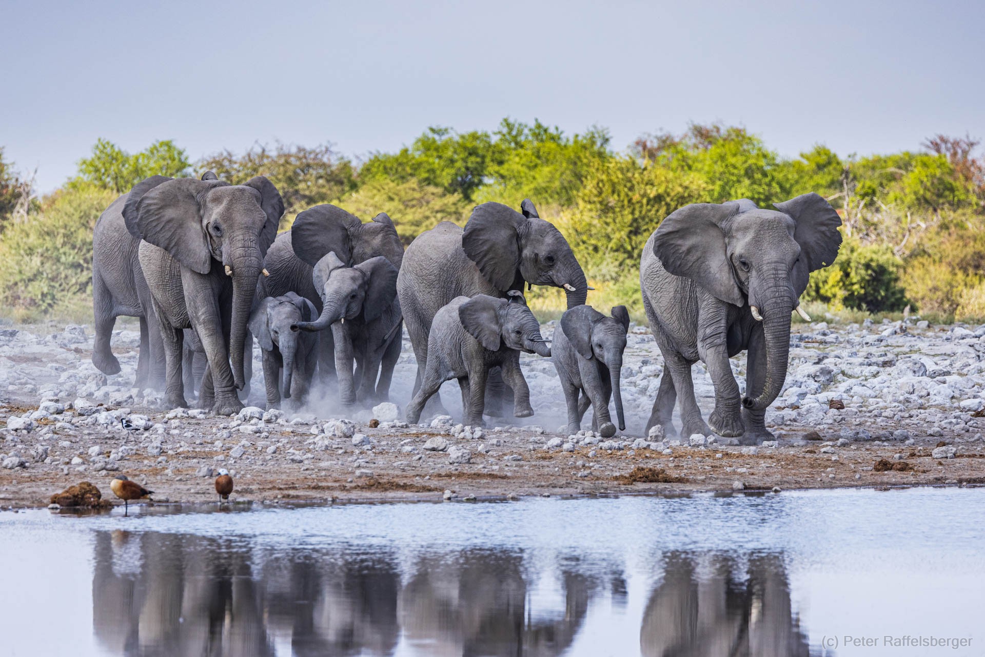 Windhoek, Okonjima, Etosha National Park
