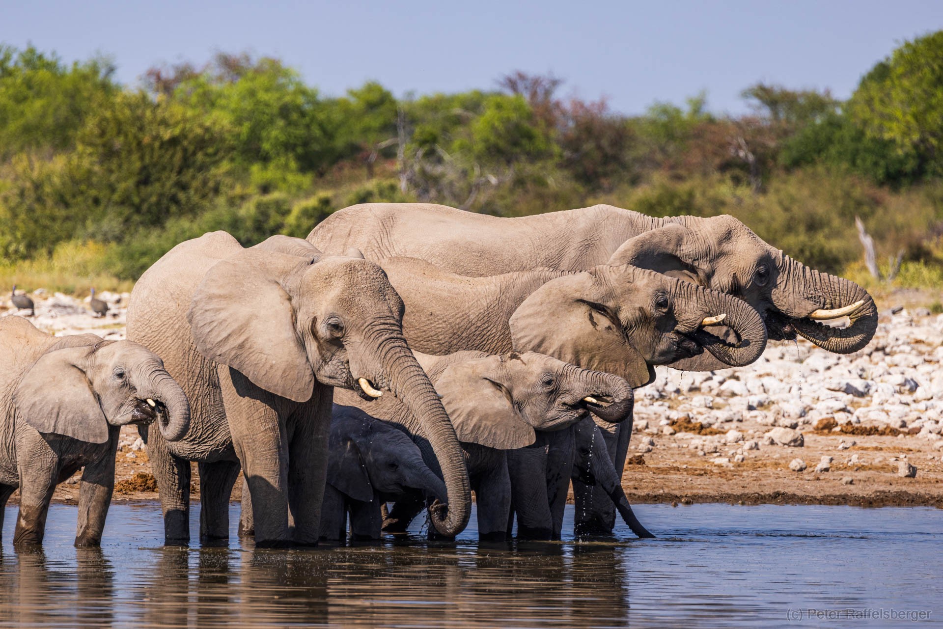 Windhoek, Okonjima, Etosha National Park