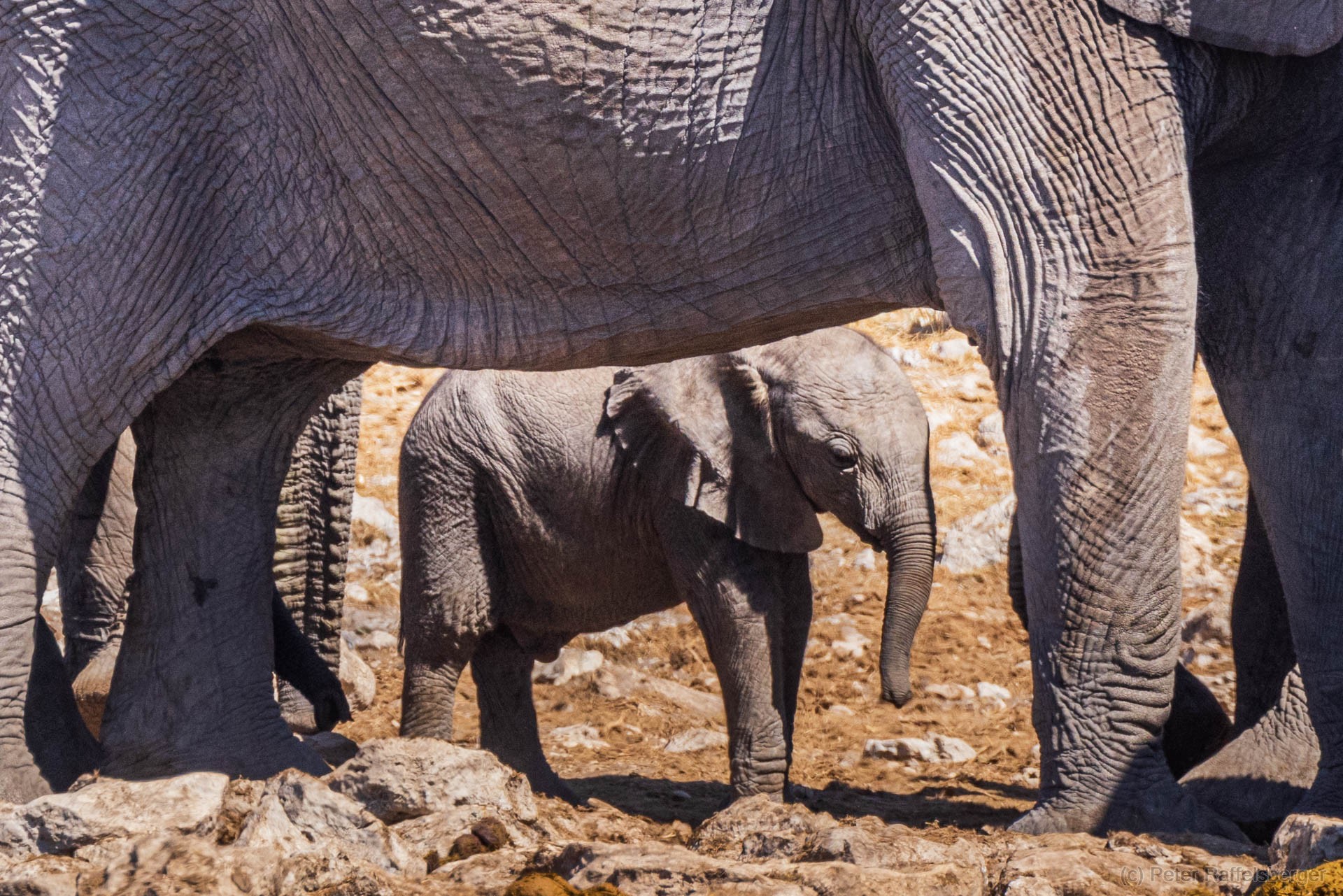 Windhoek, Okonjima, Etosha National Park