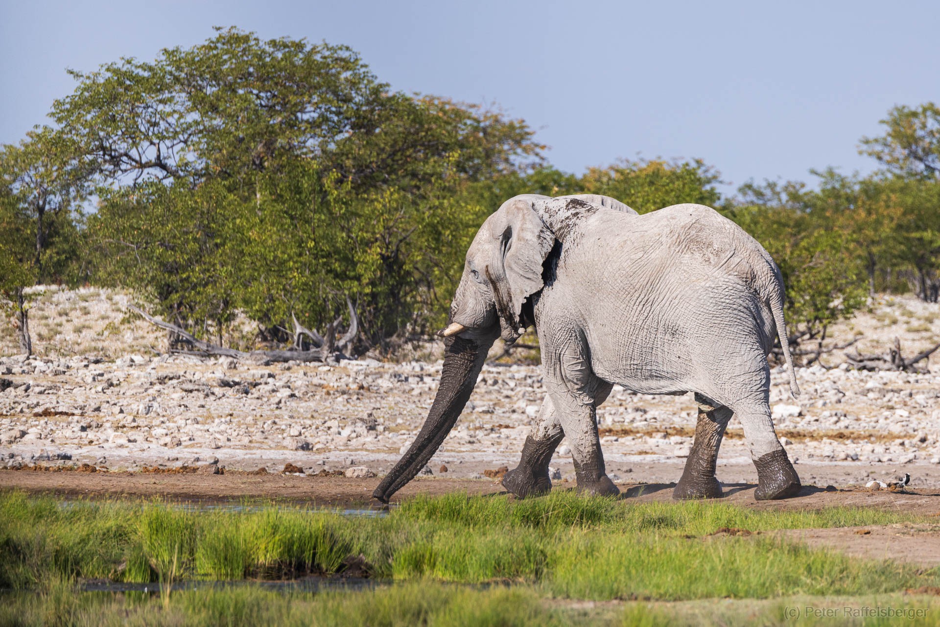 Windhoek, Okonjima, Etosha Nationalpark