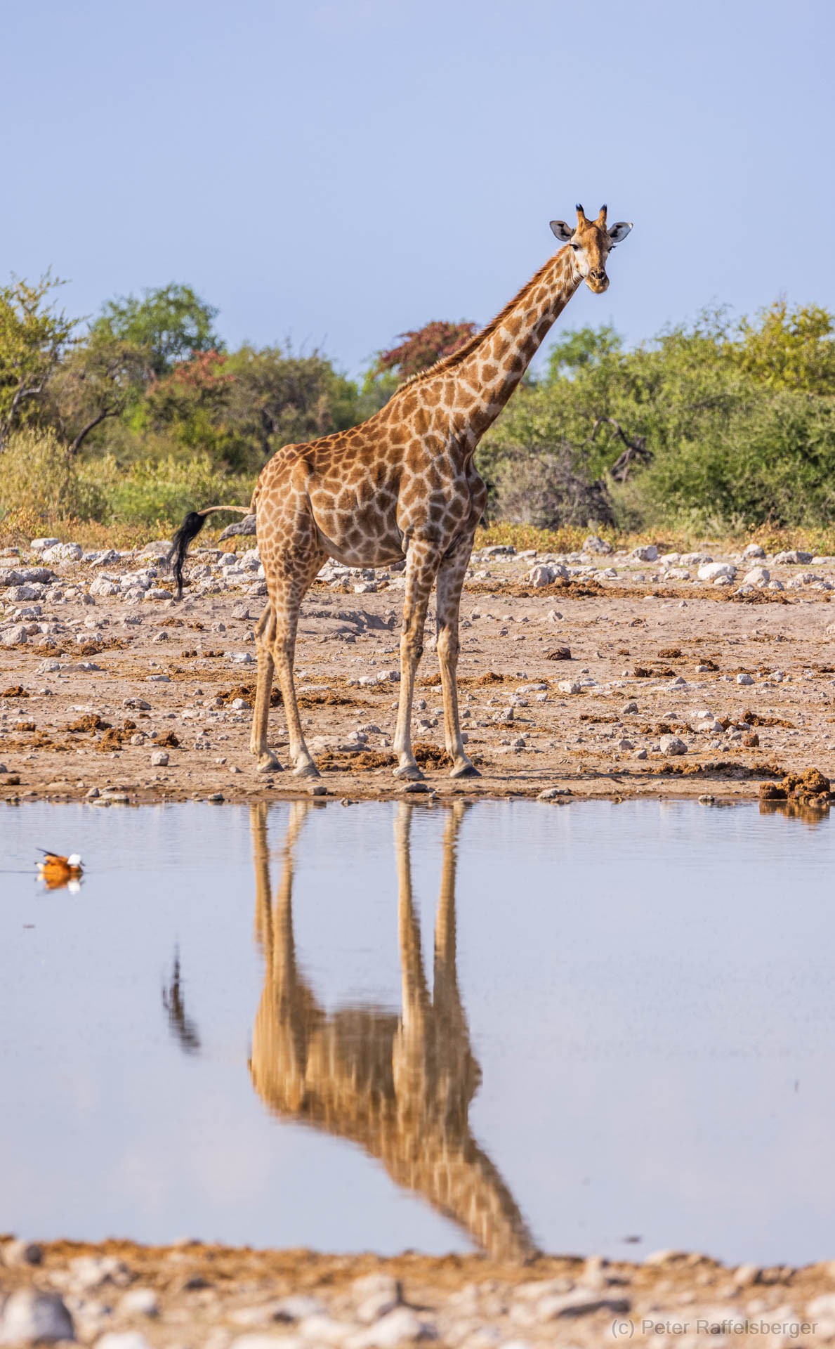 Windhoek, Okonjima, Etosha National Park