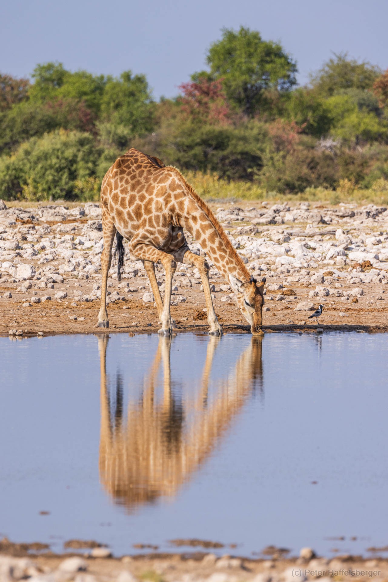 Windhoek, Okonjima, Etosha National Park
