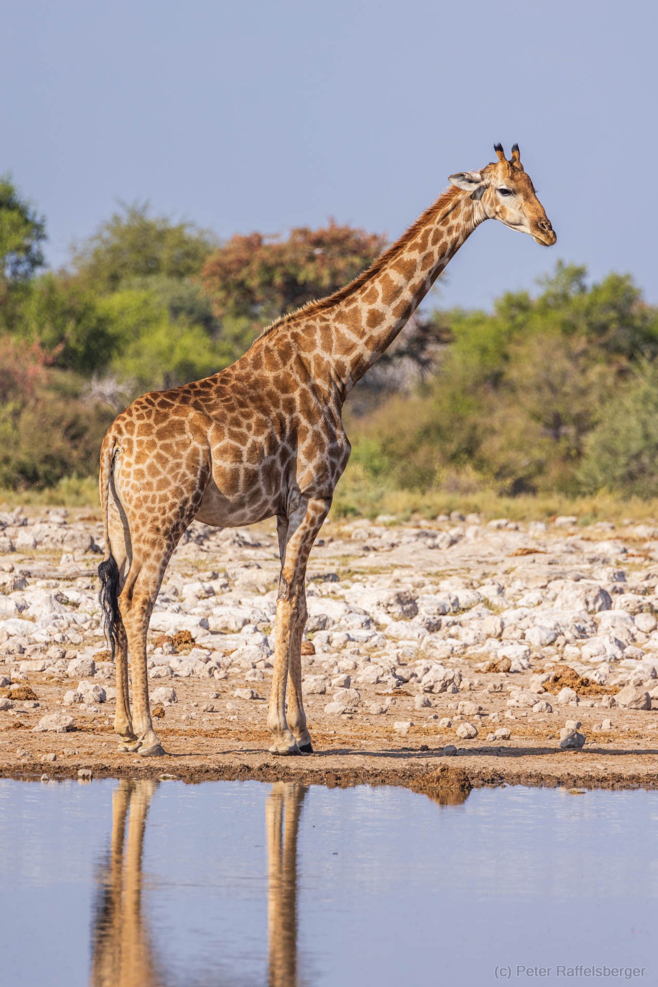 Windhoek, Okonjima, Etosha National Park