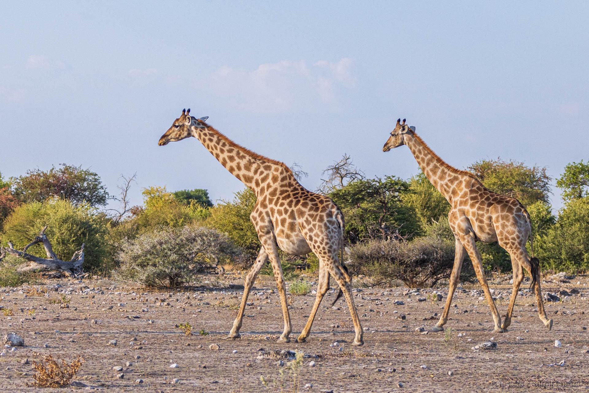 Windhoek, Okonjima, Etosha Nationalpark