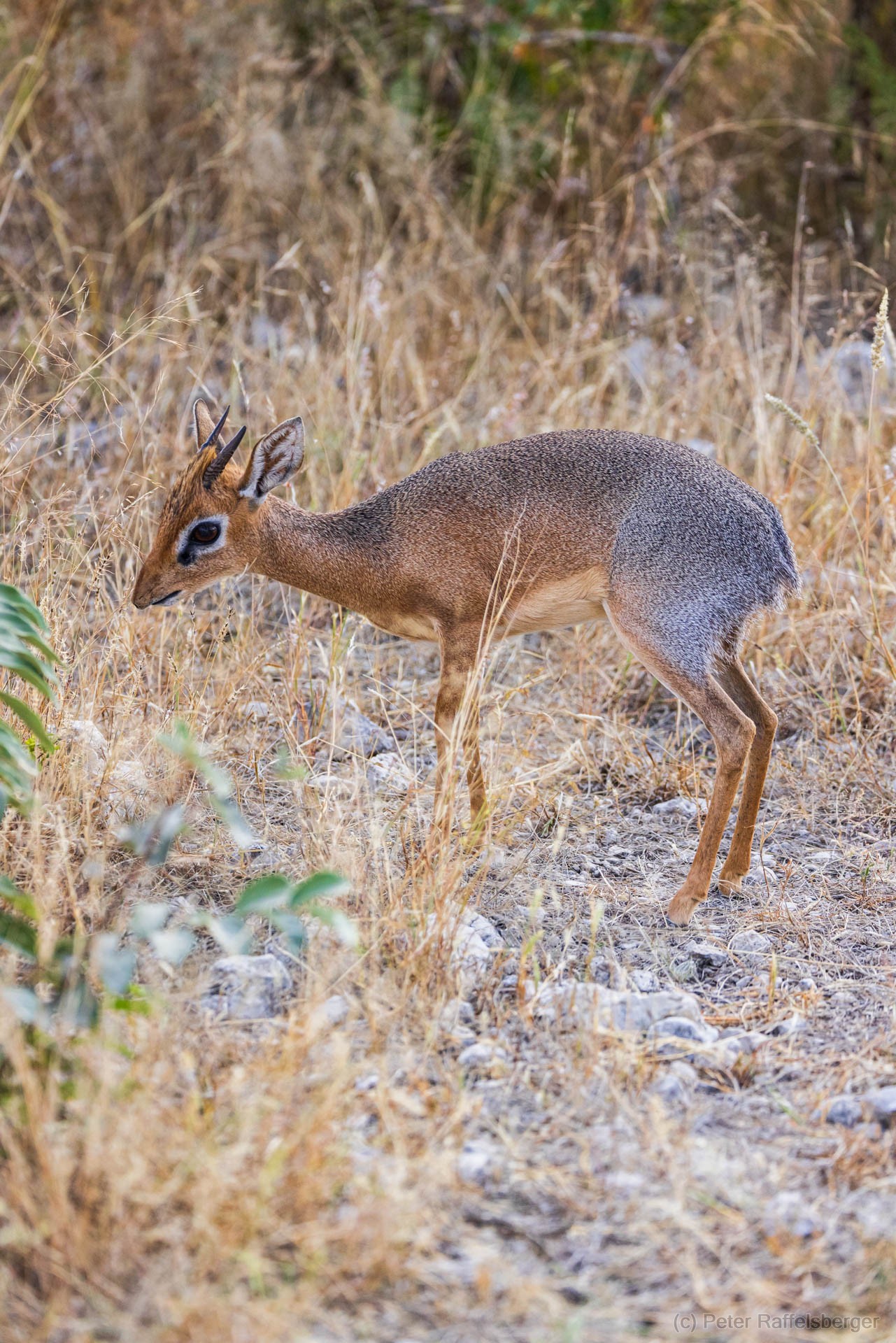 Windhoek, Okonjima, Etosha Nationalpark