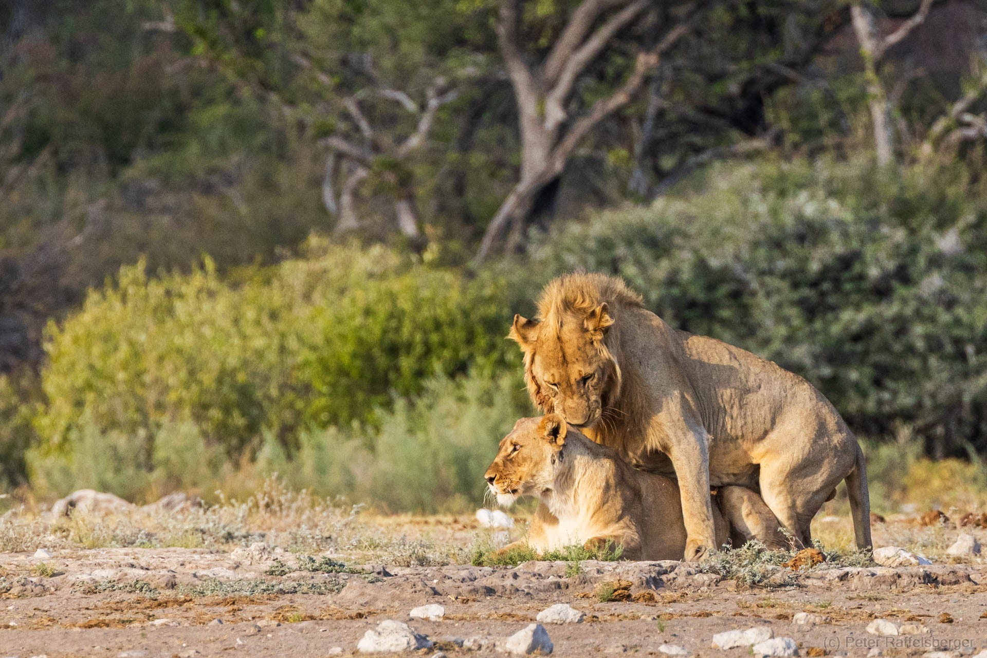 Windhoek, Okonjima, Etosha National Park