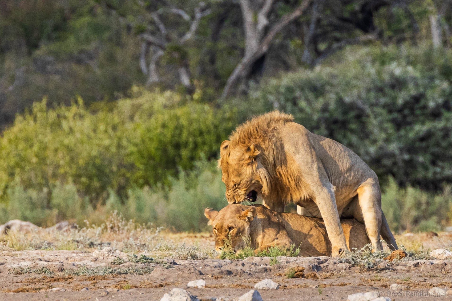 Windhoek, Okonjima, Etosha National Park