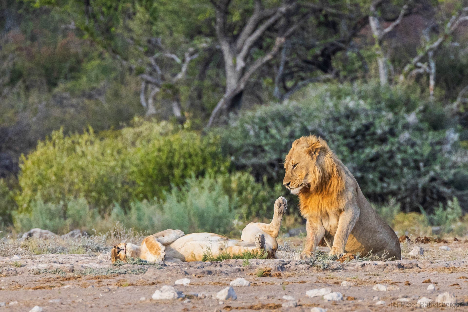 Windhoek, Okonjima, Etosha National Park