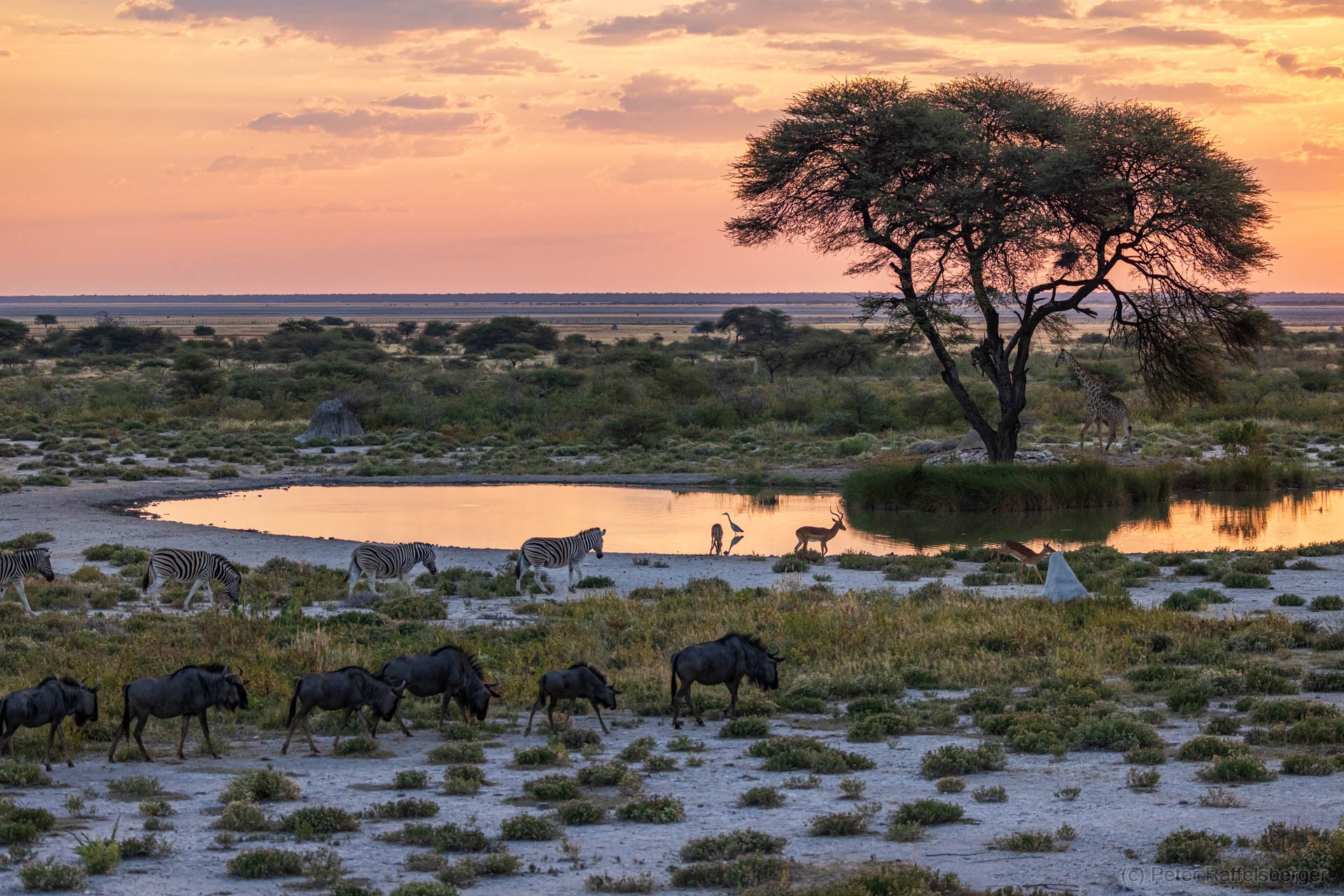 Windhoek, Okonjima, Etosha National Park