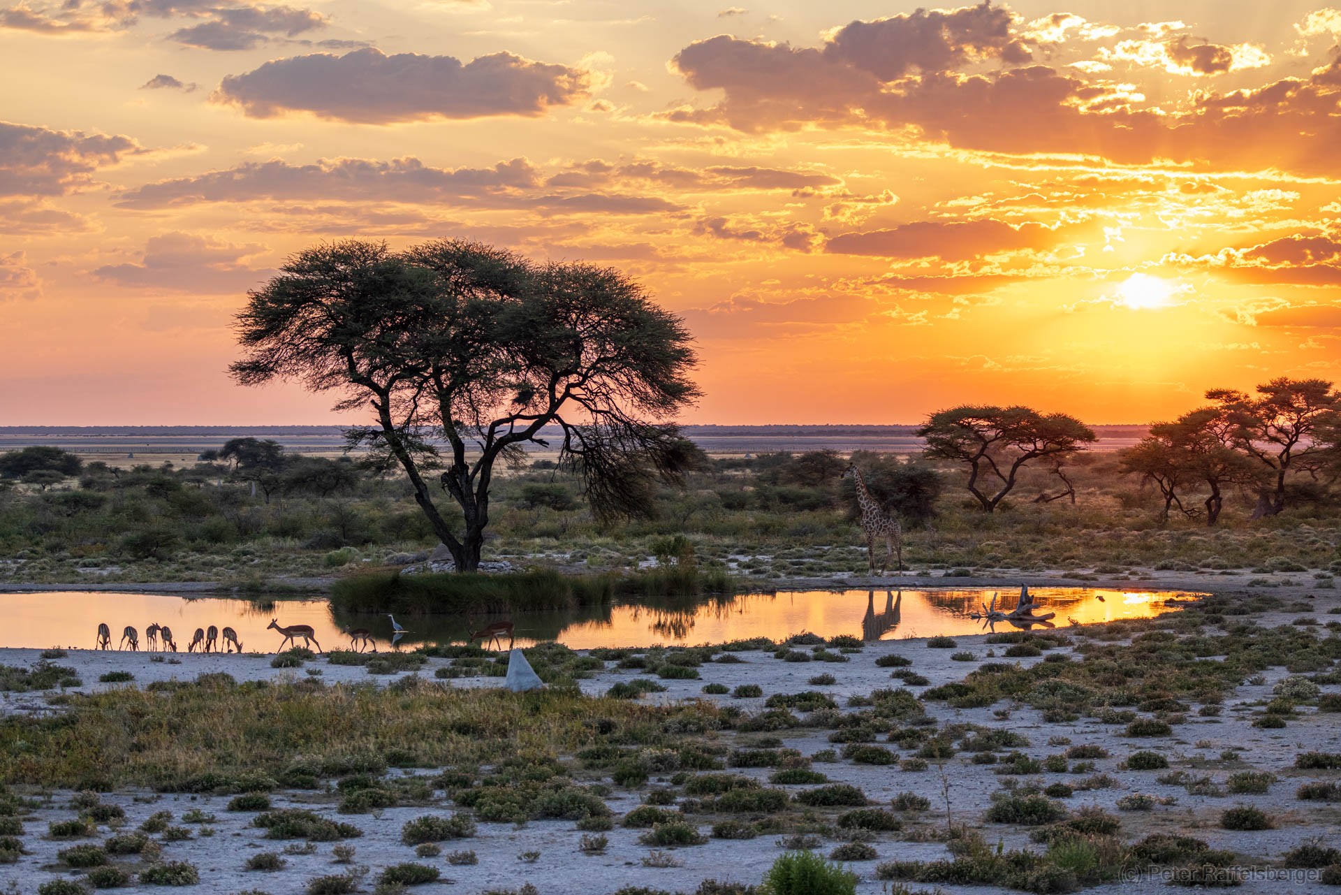 Windhoek, Okonjima, Etosha Nationalpark