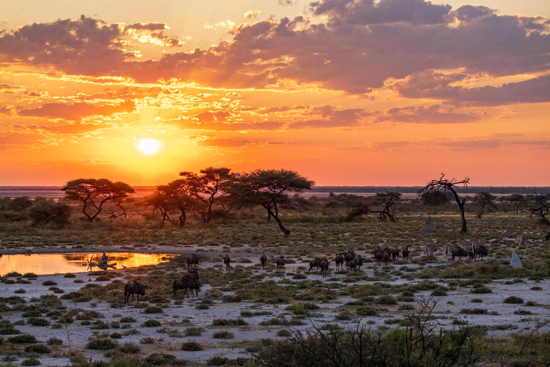 Windhoek, Okonjima, Etosha National Park