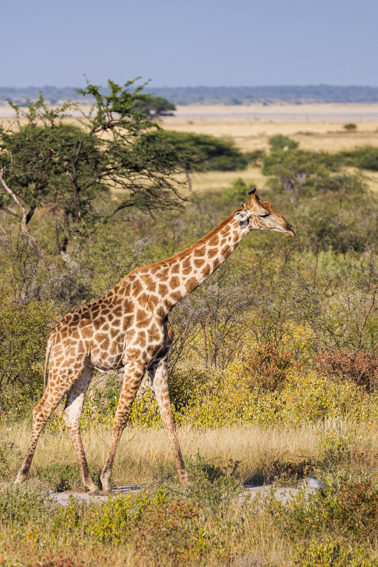 Windhoek, Okonjima, Etosha Nationalpark