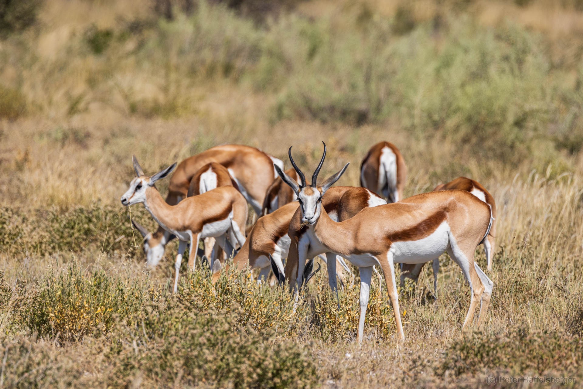 Windhoek, Okonjima, Etosha National Park
