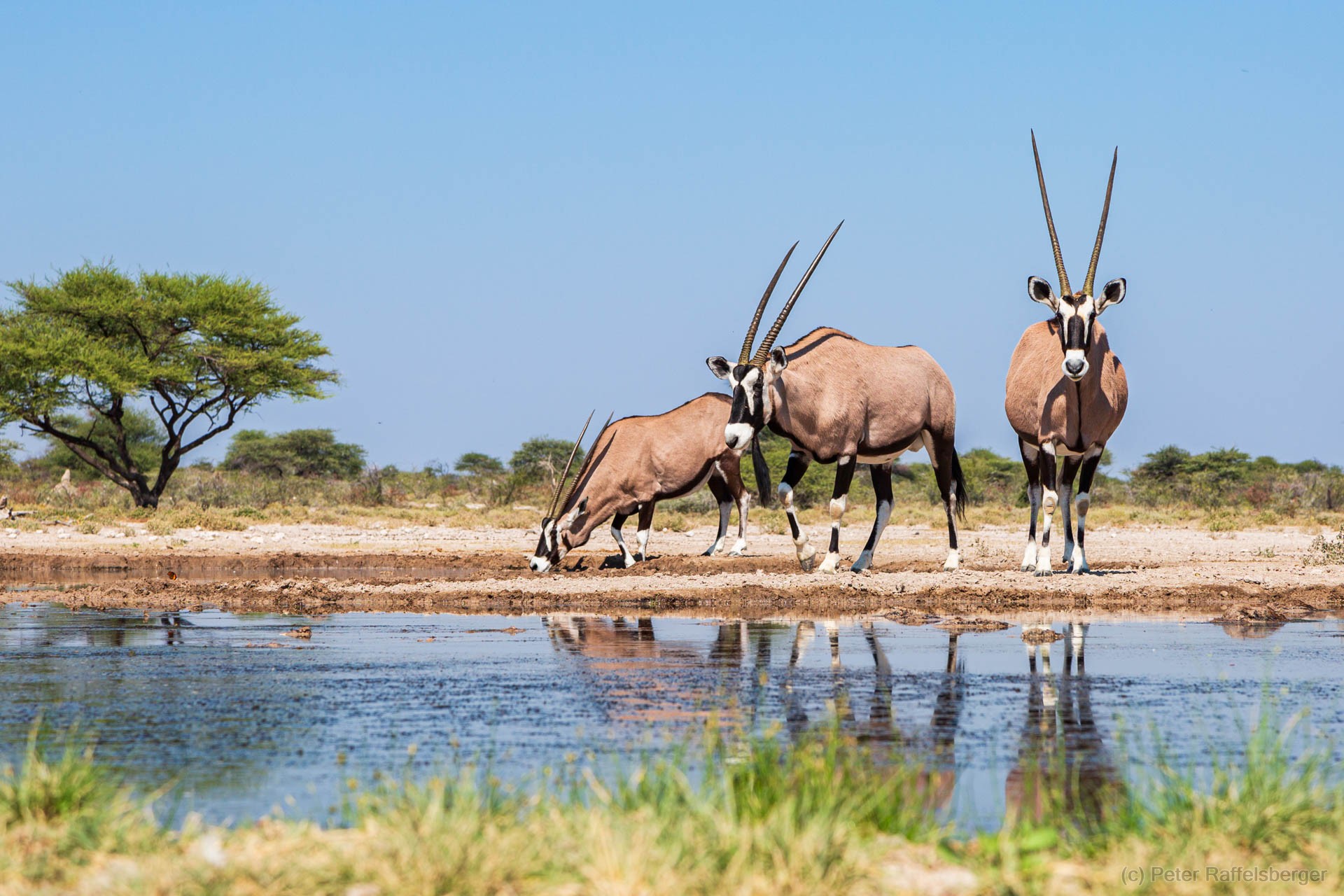 Windhoek, Okonjima, Etosha National Park