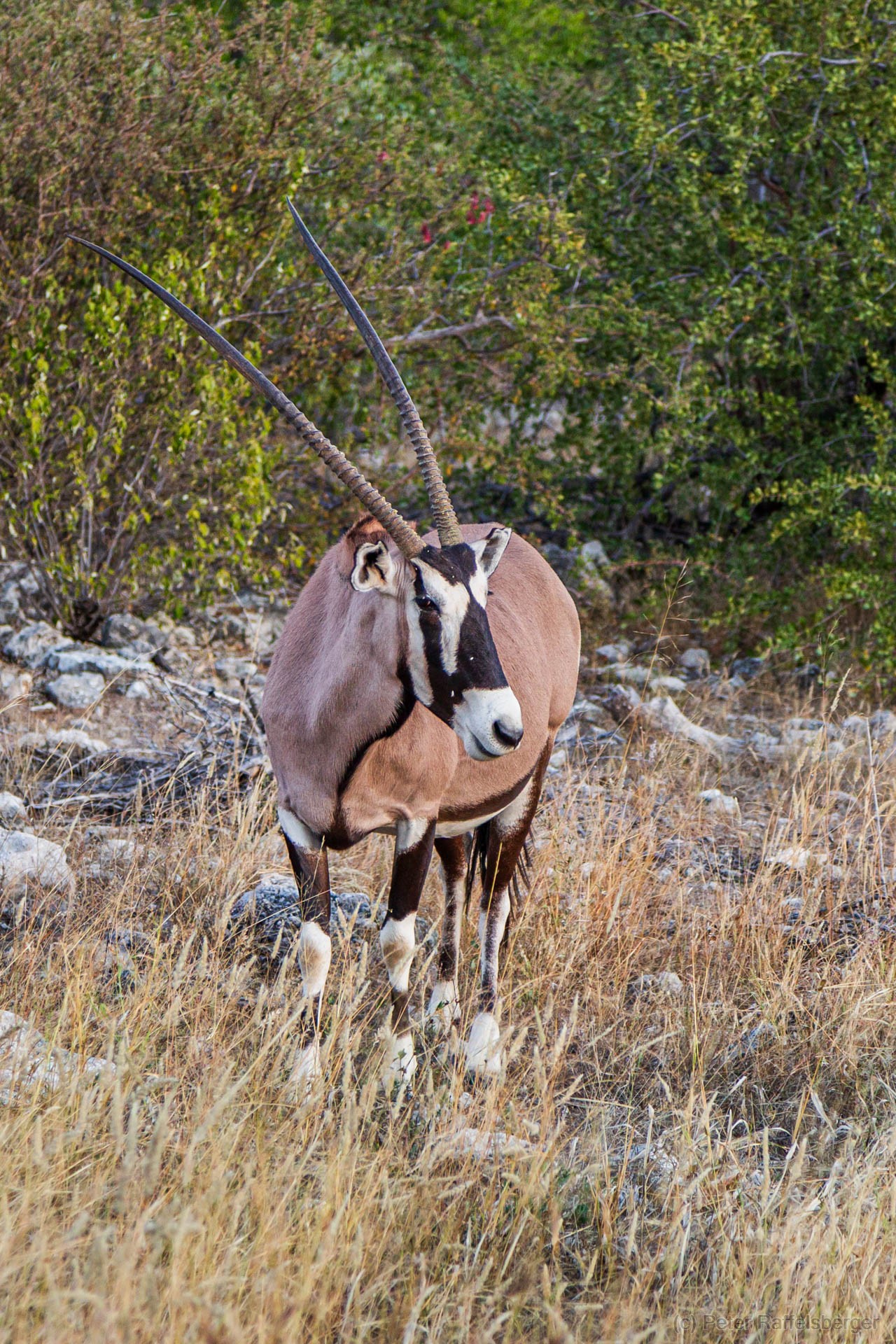 Windhoek, Okonjima, Etosha Nationalpark