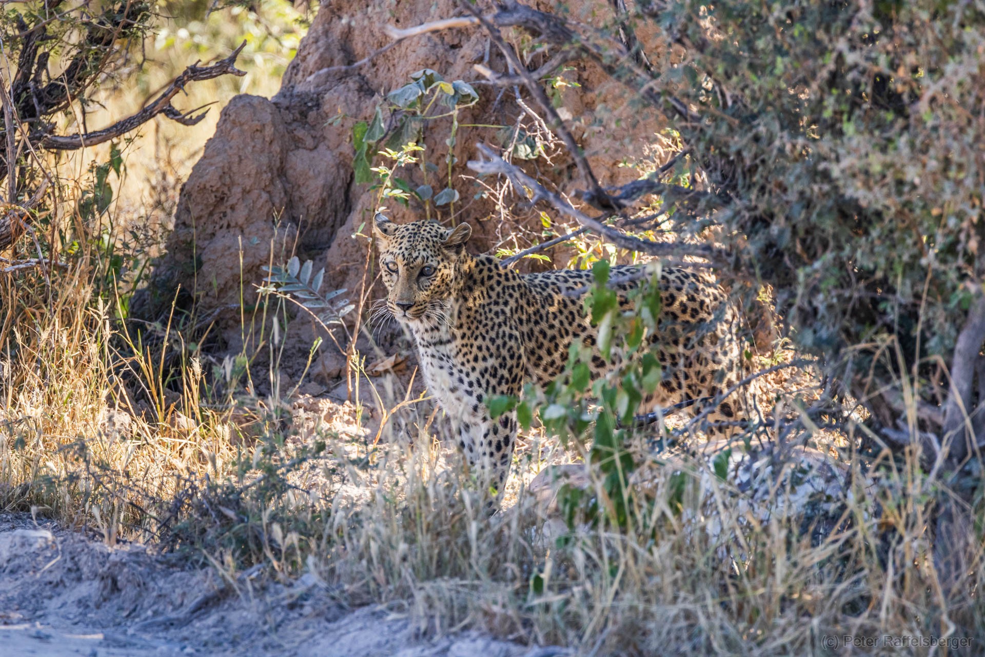 Windhoek, Okonjima, Etosha Nationalpark