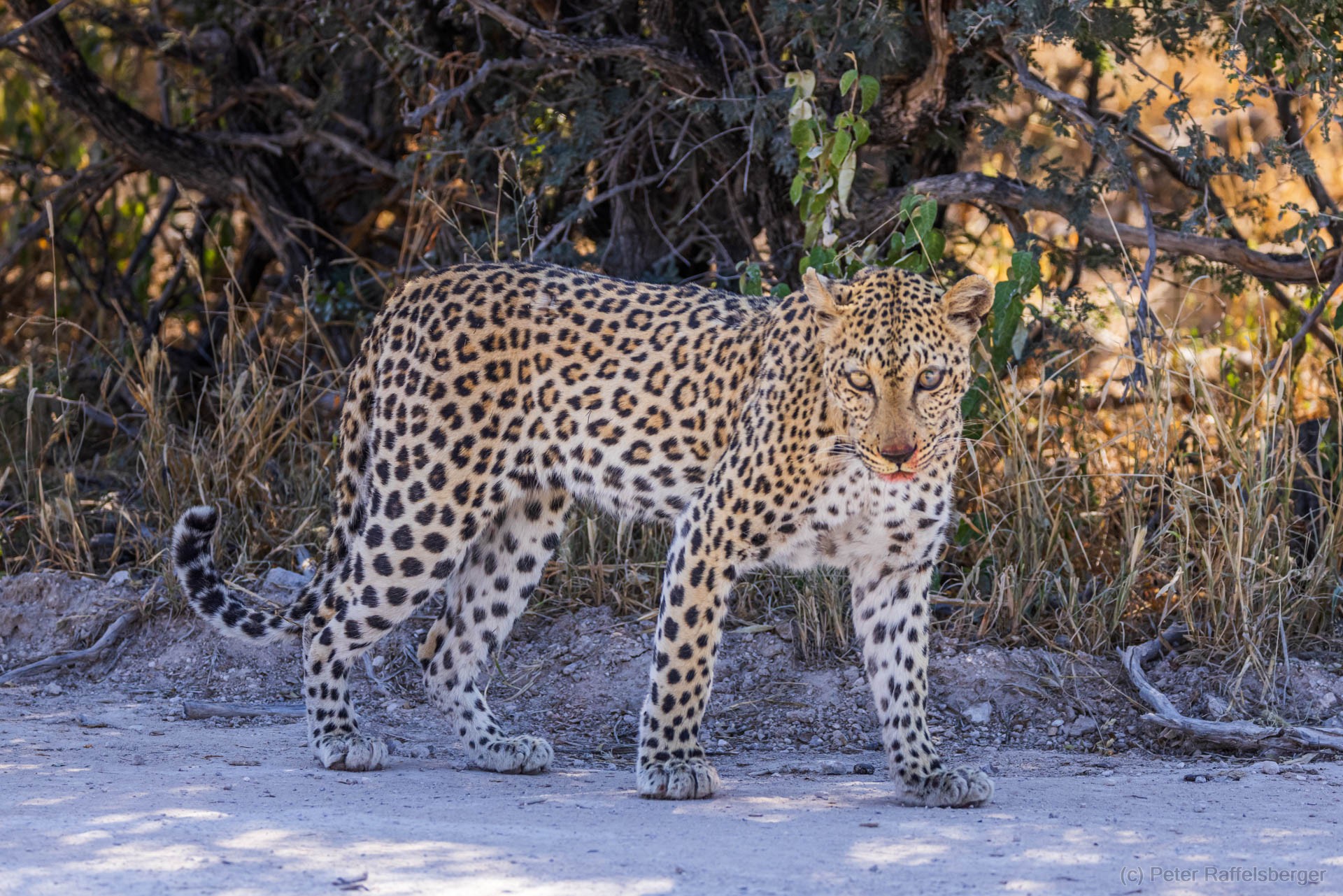 Windhoek, Okonjima, Etosha National Park