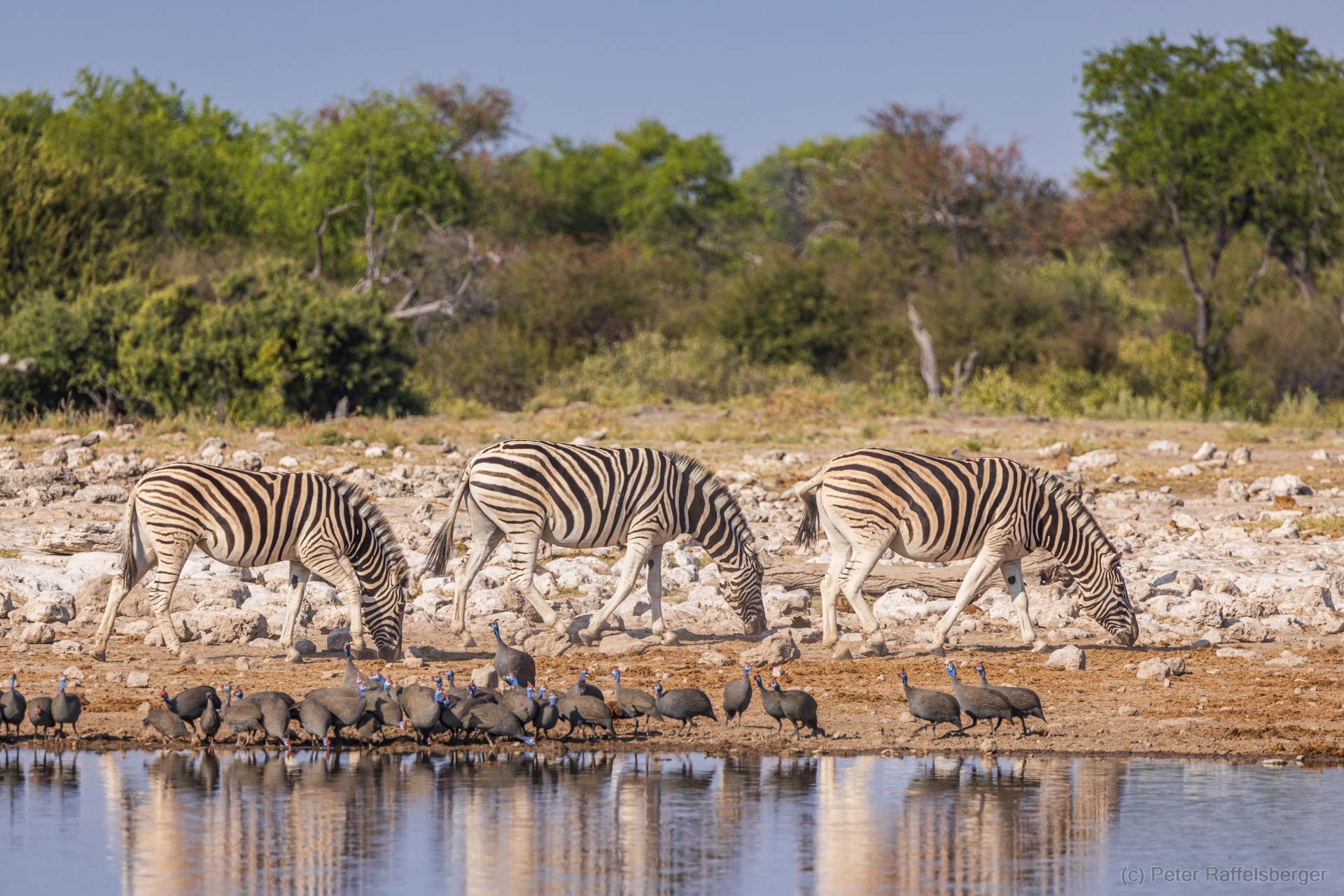 Windhoek, Okonjima, Etosha National Park