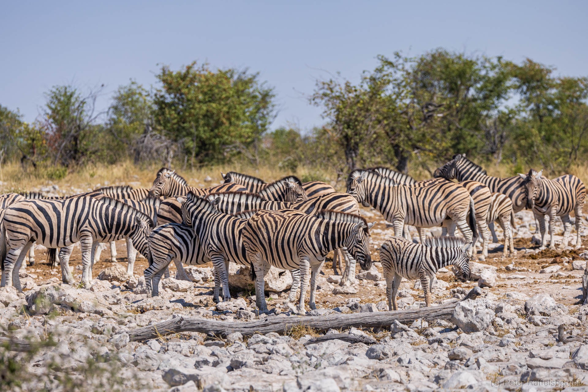 Windhoek, Okonjima, Etosha National Park